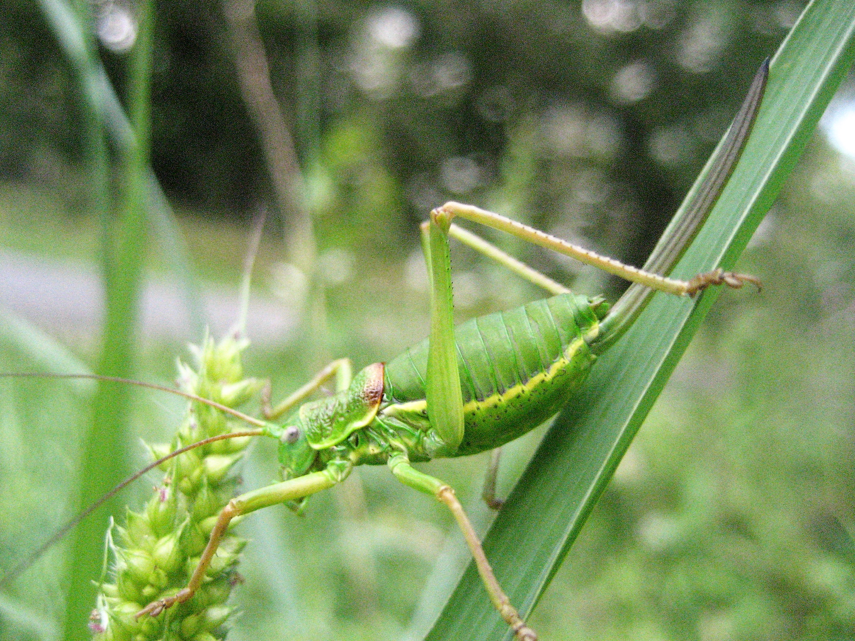 Ephippigére carénée(Ephippiger diurnus diurnus) 03(2).JPG