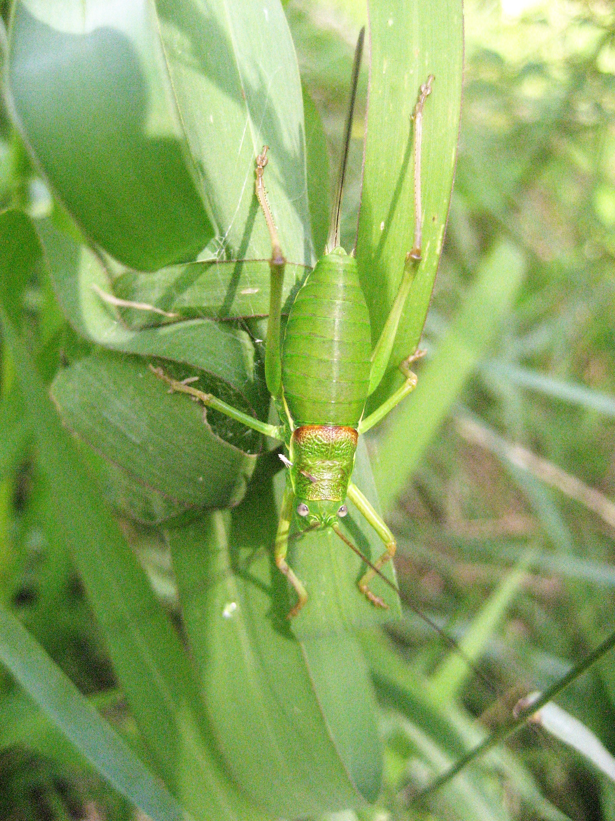 ephippigére carénée(2).JPG