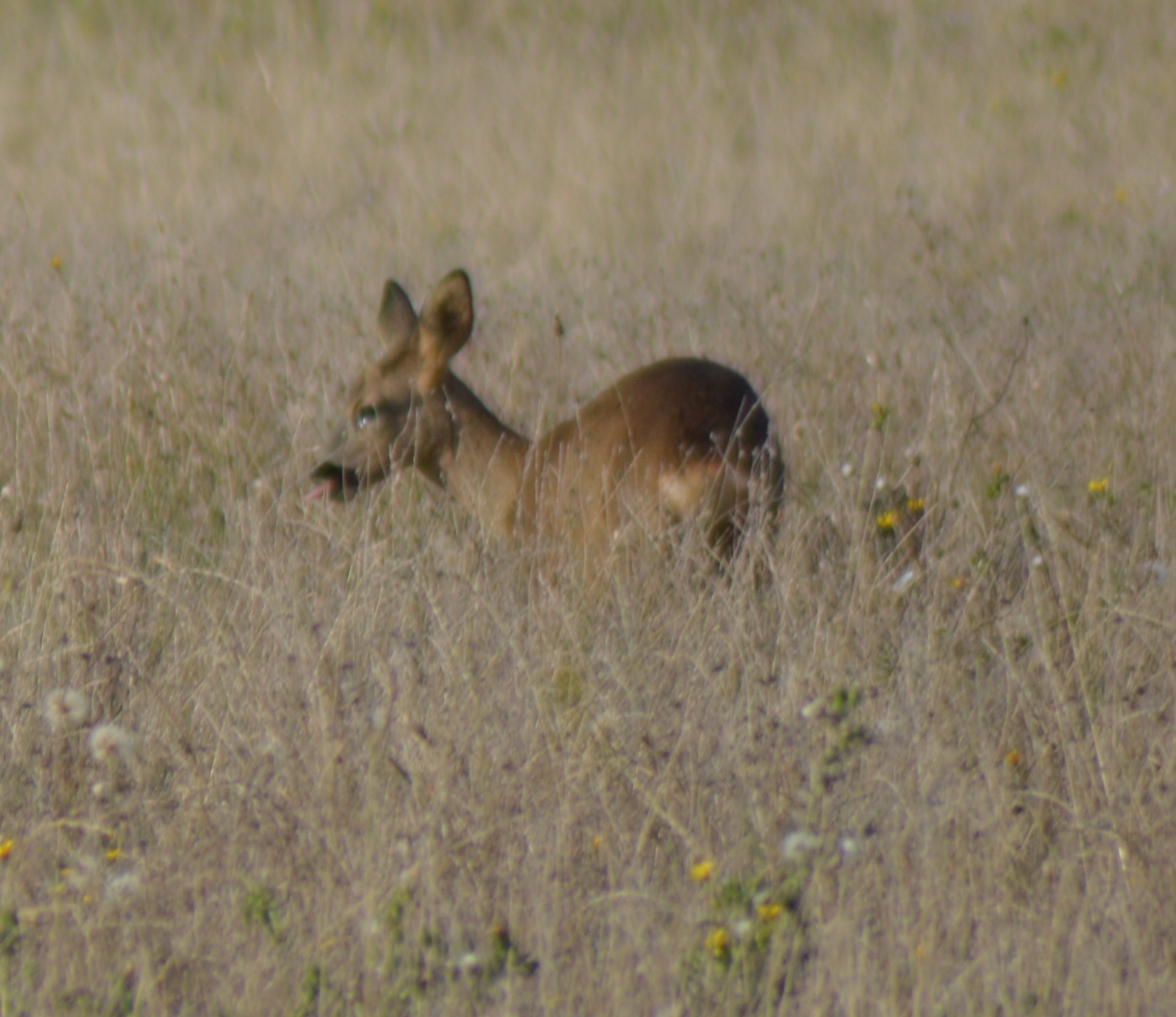 Non de dieu que cette herbe est bonne.jpg
