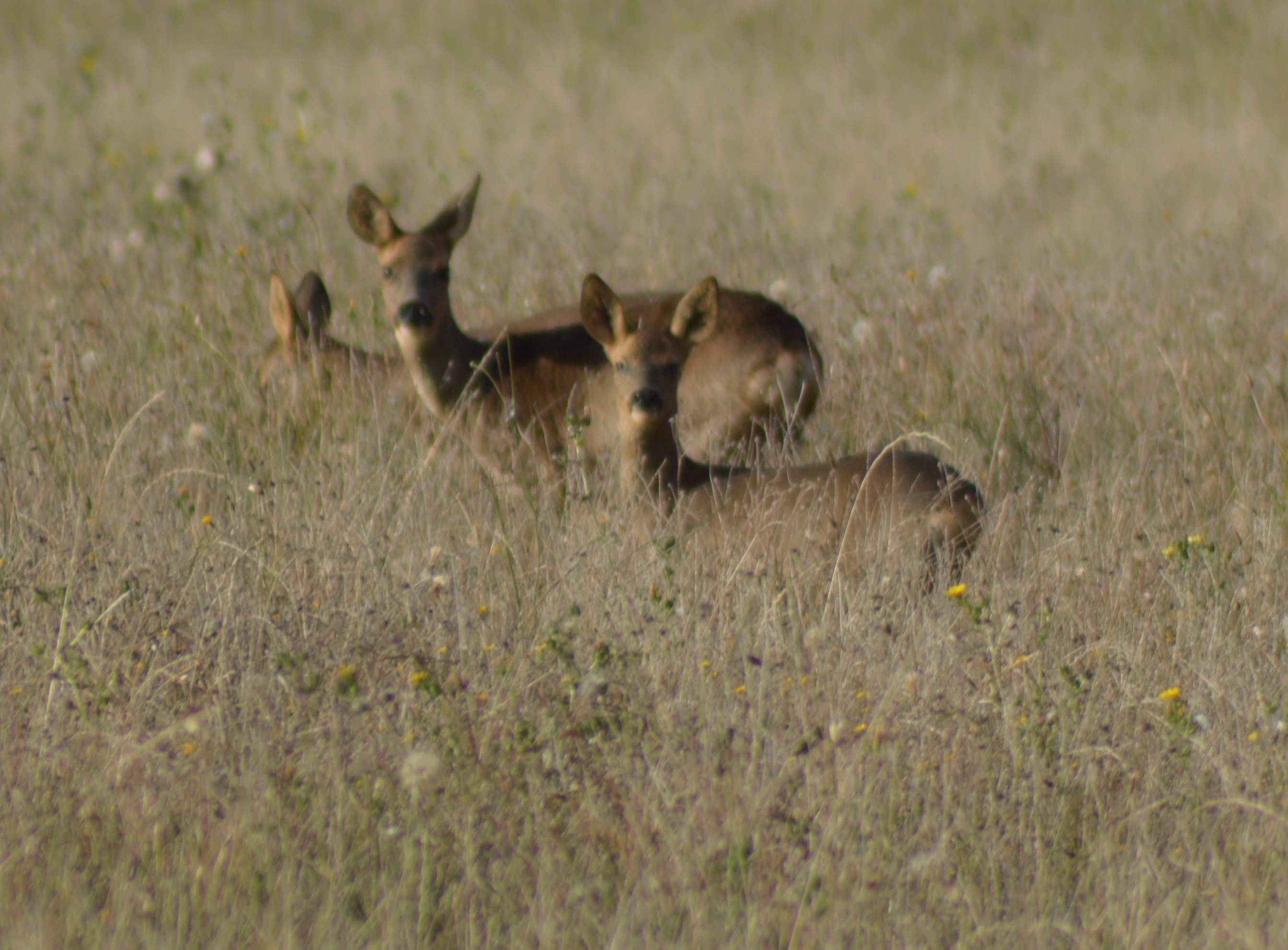 Dans les prés avec maman.jpg