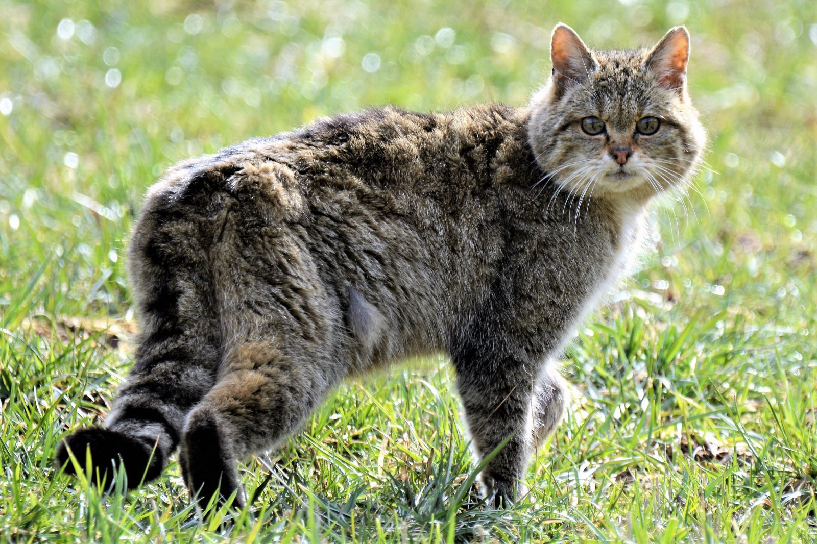 le-chat-forestier-peut-peser-jusqu-a-7-kg-photo-francois-vuillemin-1523867880.jpg