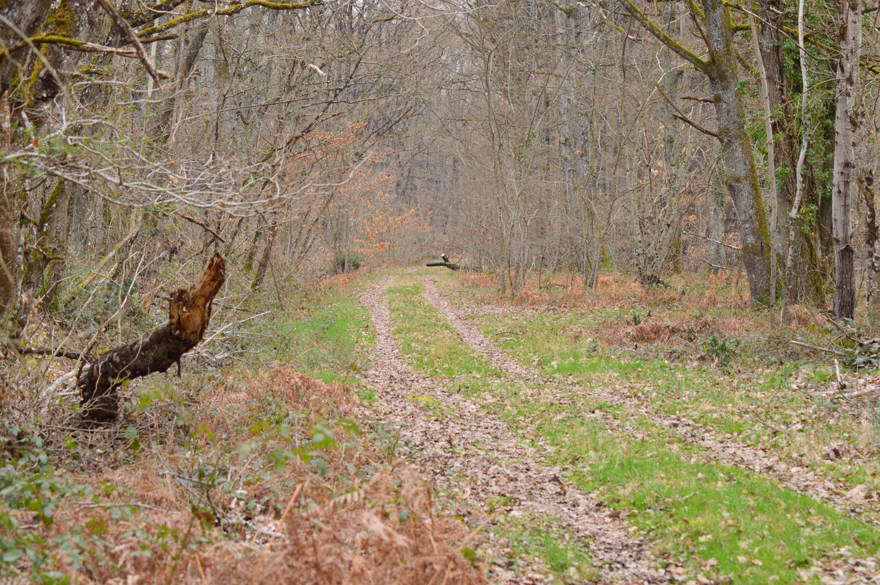 Une allée en foret de Bois connet 1.jpg