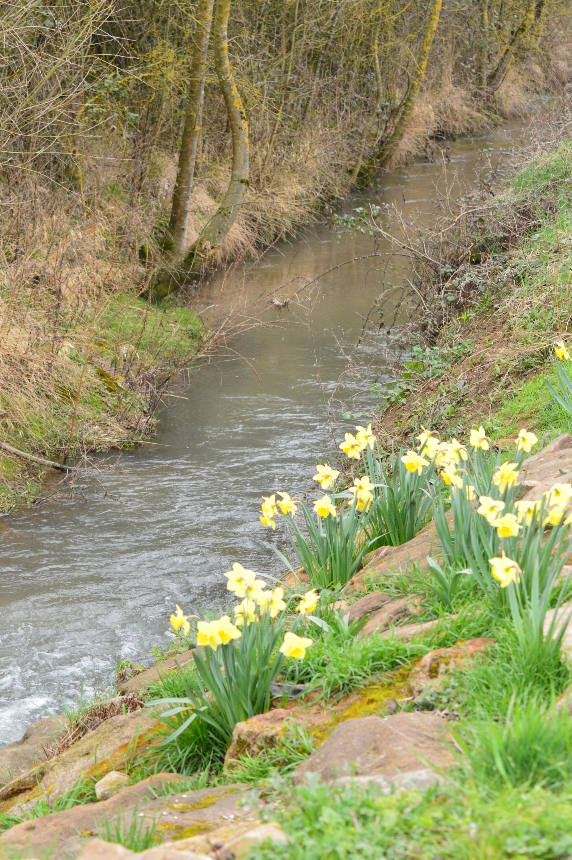 Jonquilles au bord du Saint Martin 1.jpg
