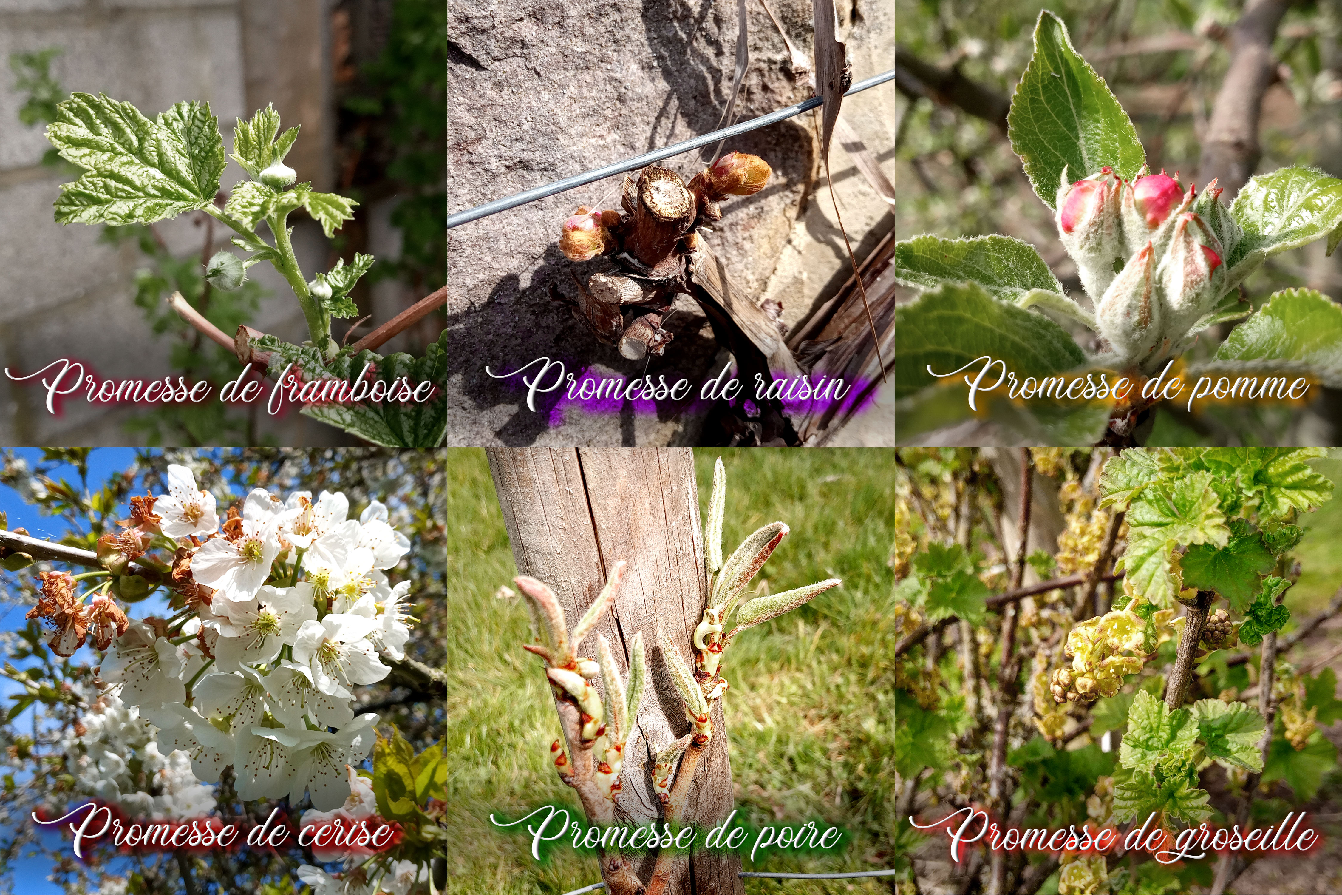 Fruits.jpg