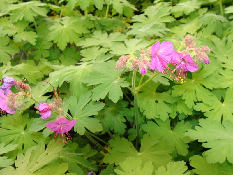 geranium macrorhizum.JPG