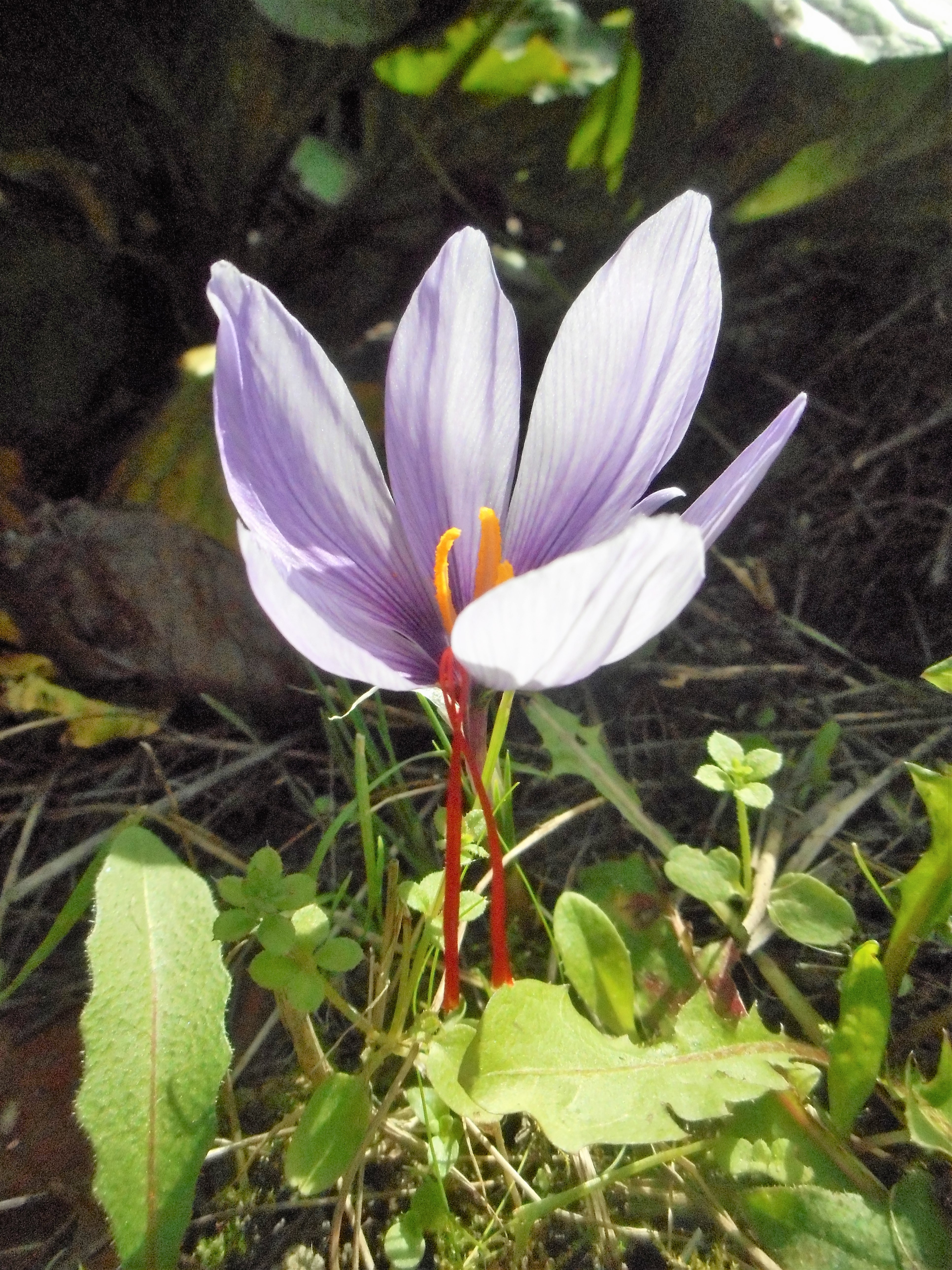 Crocus safran(Crocus sativus) jardin 03(2).JPG