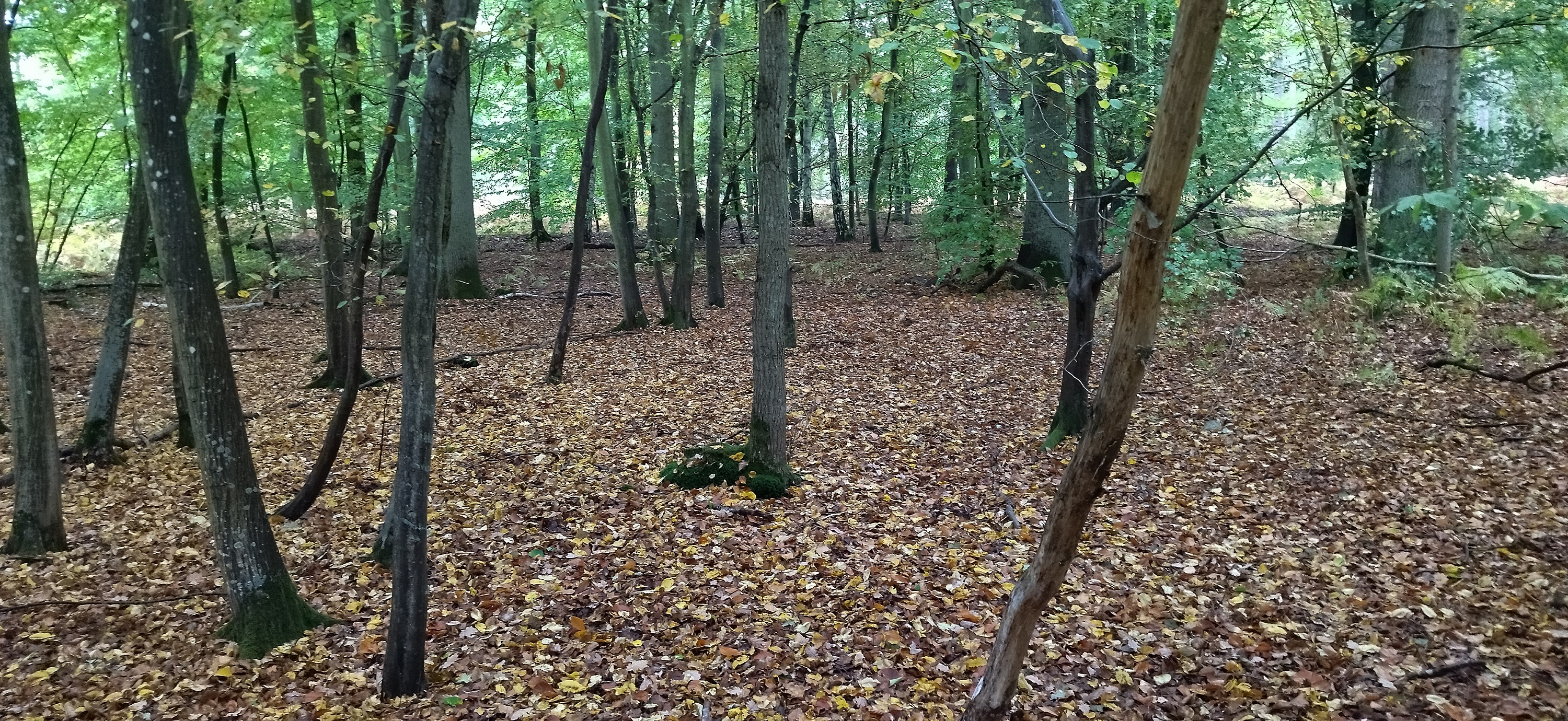 003.jpg