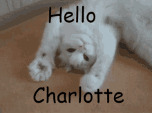 hello-charlotte.gif