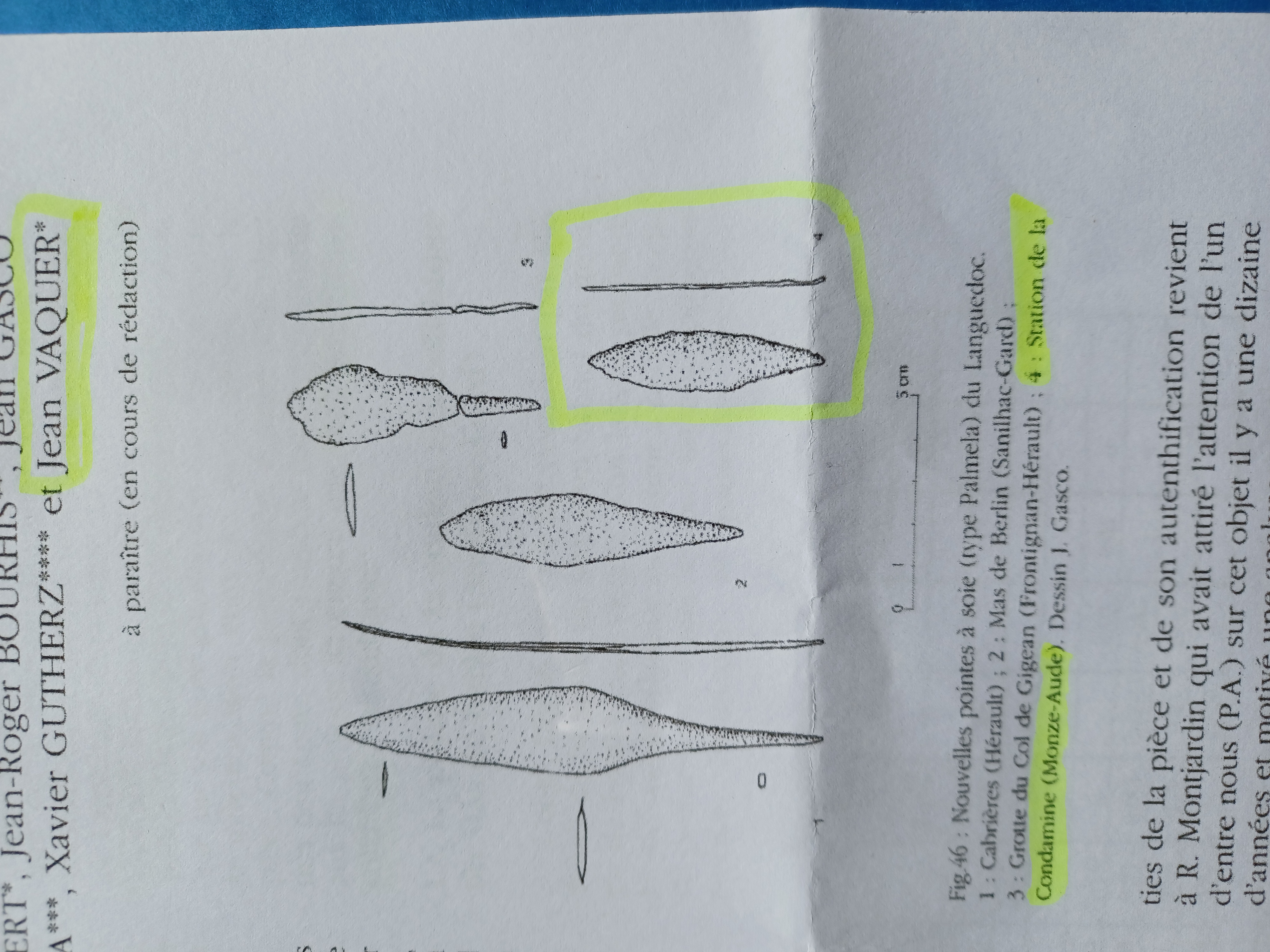 Palmera.jpg
