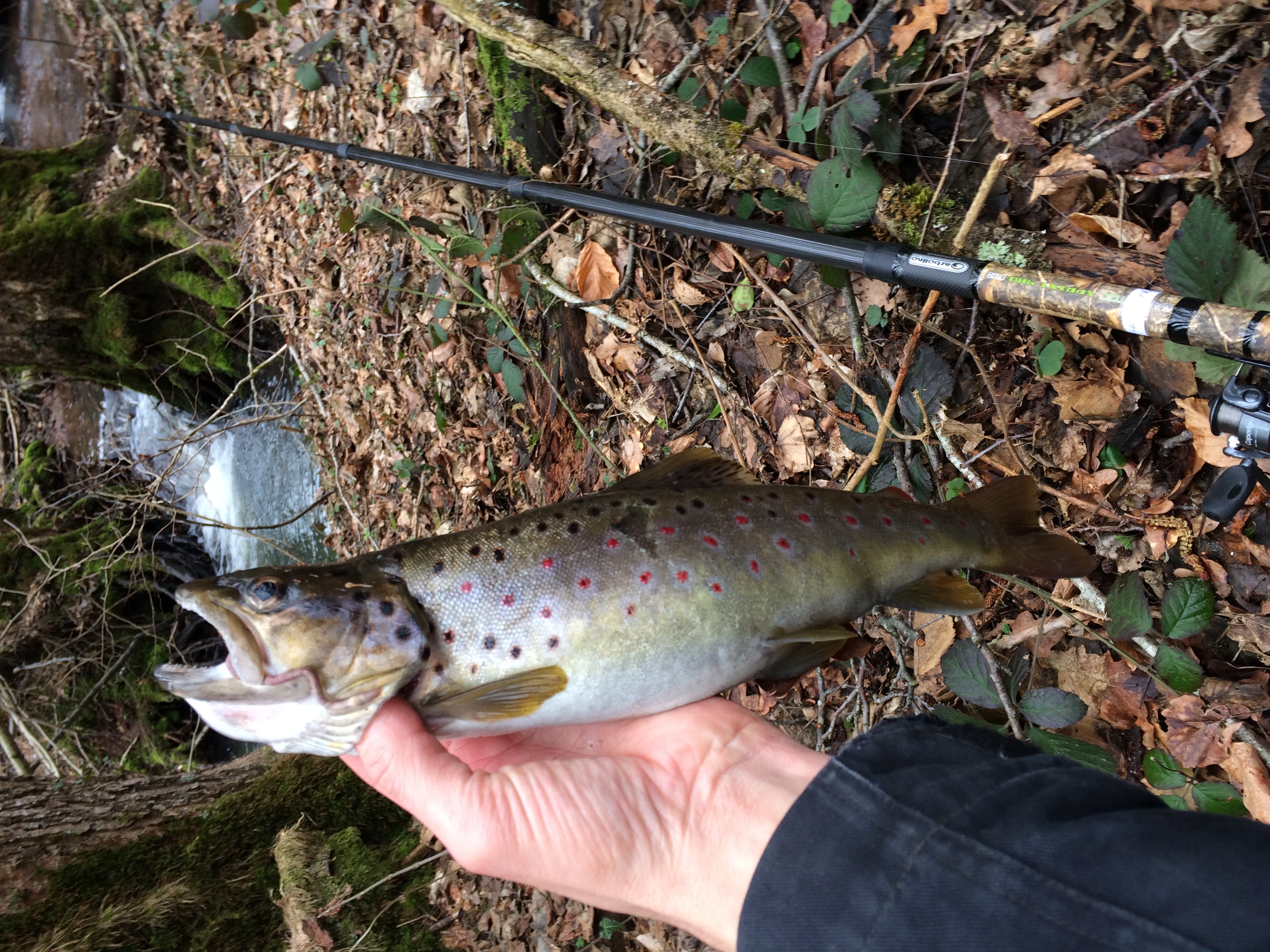 Truite 34cm 09032019.jpeg