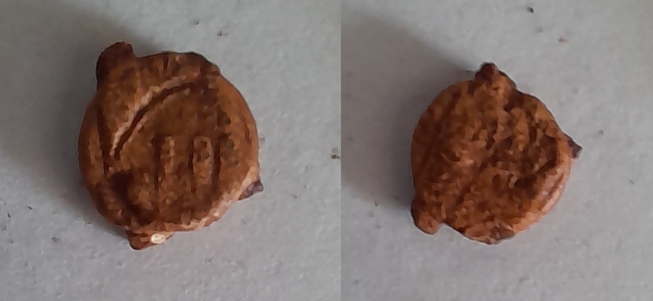 Plomb de scéllé 2.jpg