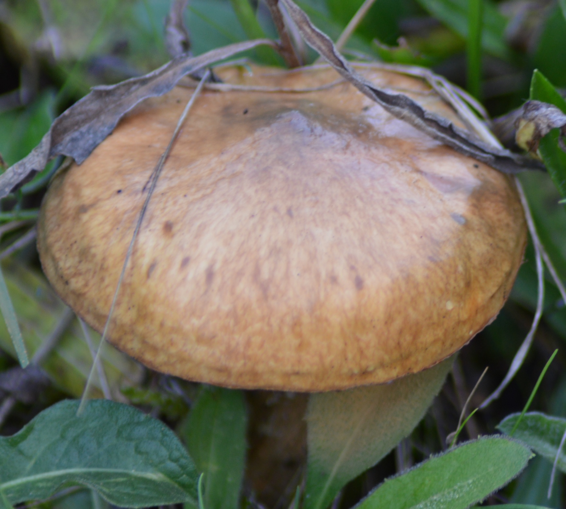Nonette voillée ou bolet jaune Suillus luteus.jpg