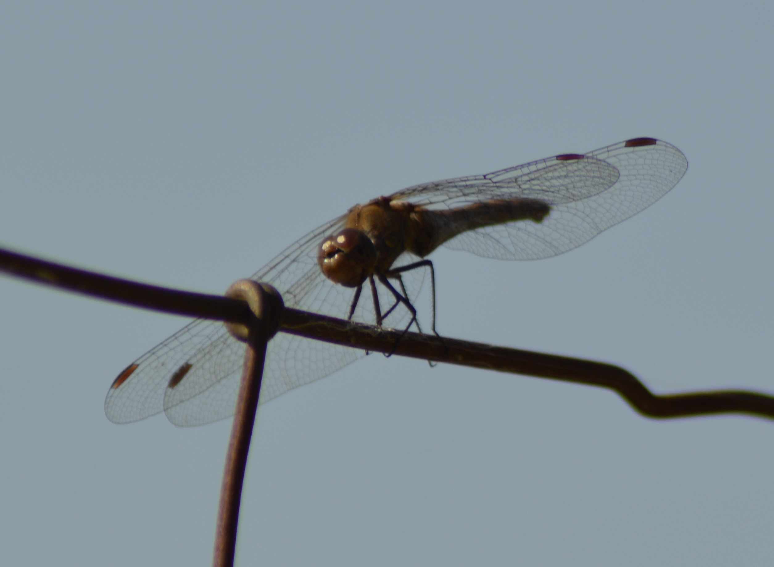 Orthétrum réticulé orthetrum cancellatum.JPG