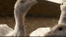 turkey-curious.gif