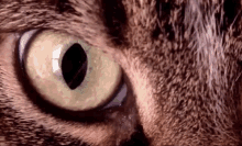 cat-eye.gif