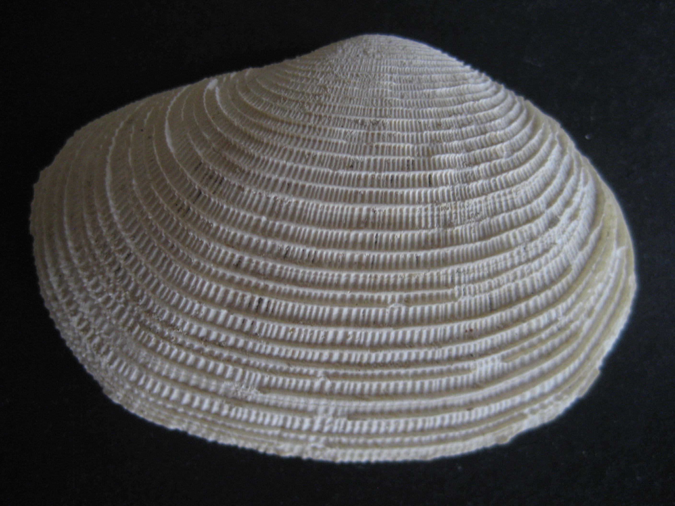 Fimbria Lamellosa Tertiaire Ypresien a Bartonien Gisors(27)Eure 54-35MA.JPG