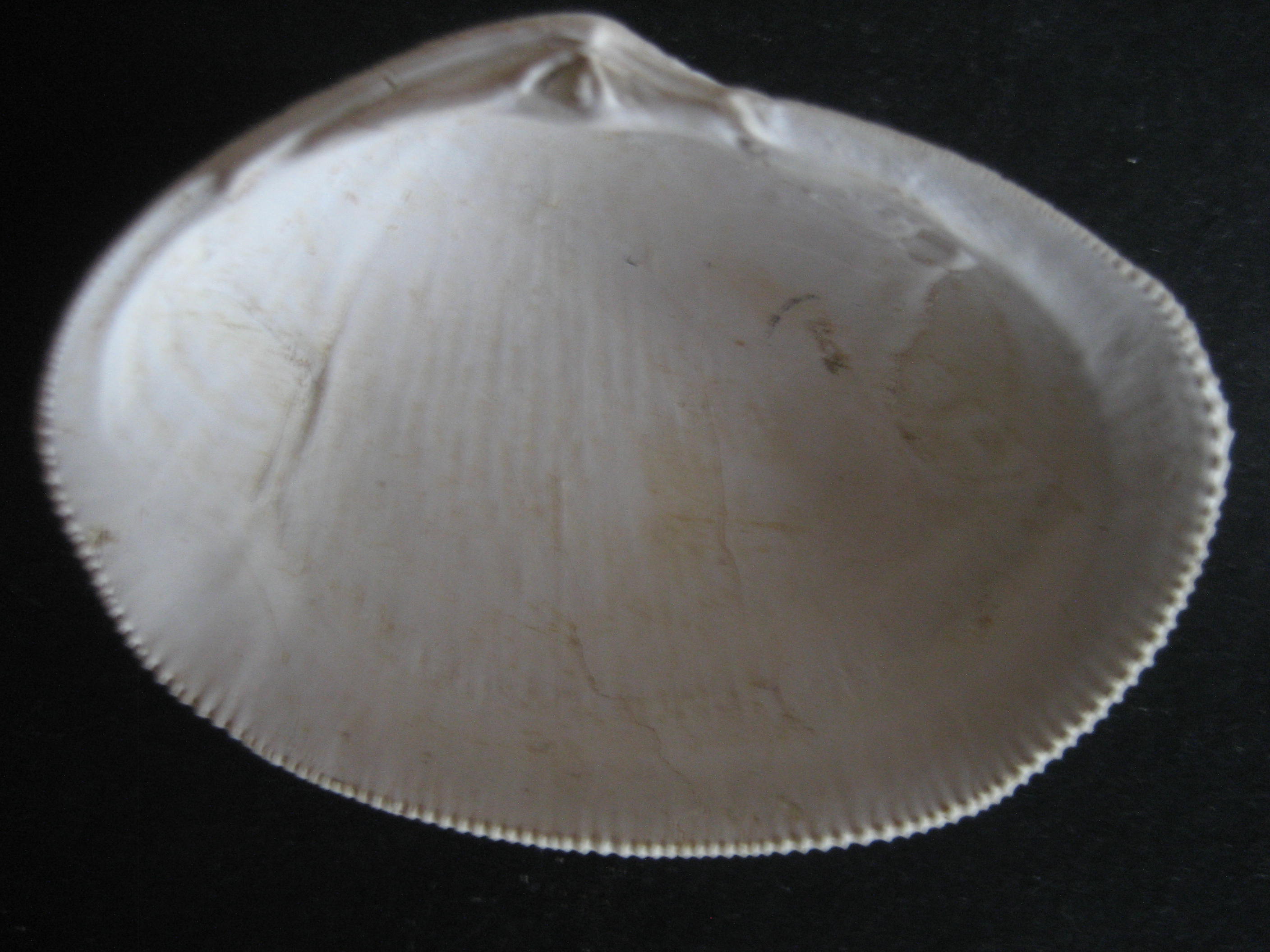 fimbria lamellosa.JPG
