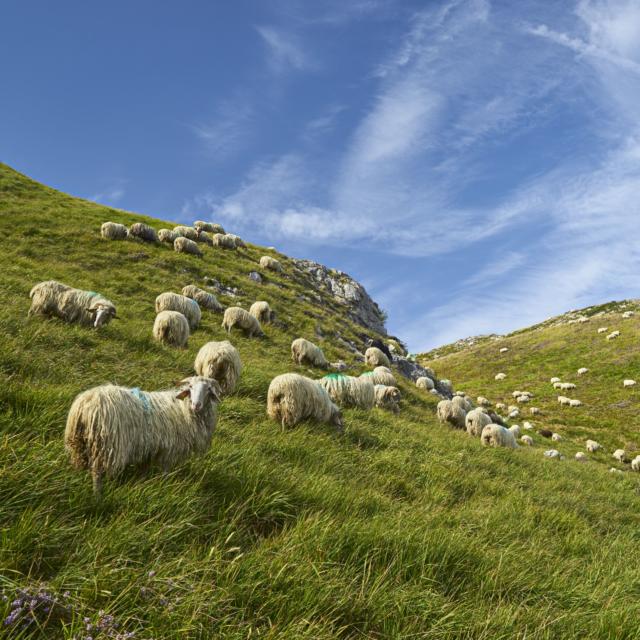 moutons-en-transhumance-lees-athas-abaco-digital-di-640x640-crop-1555488757.jpg