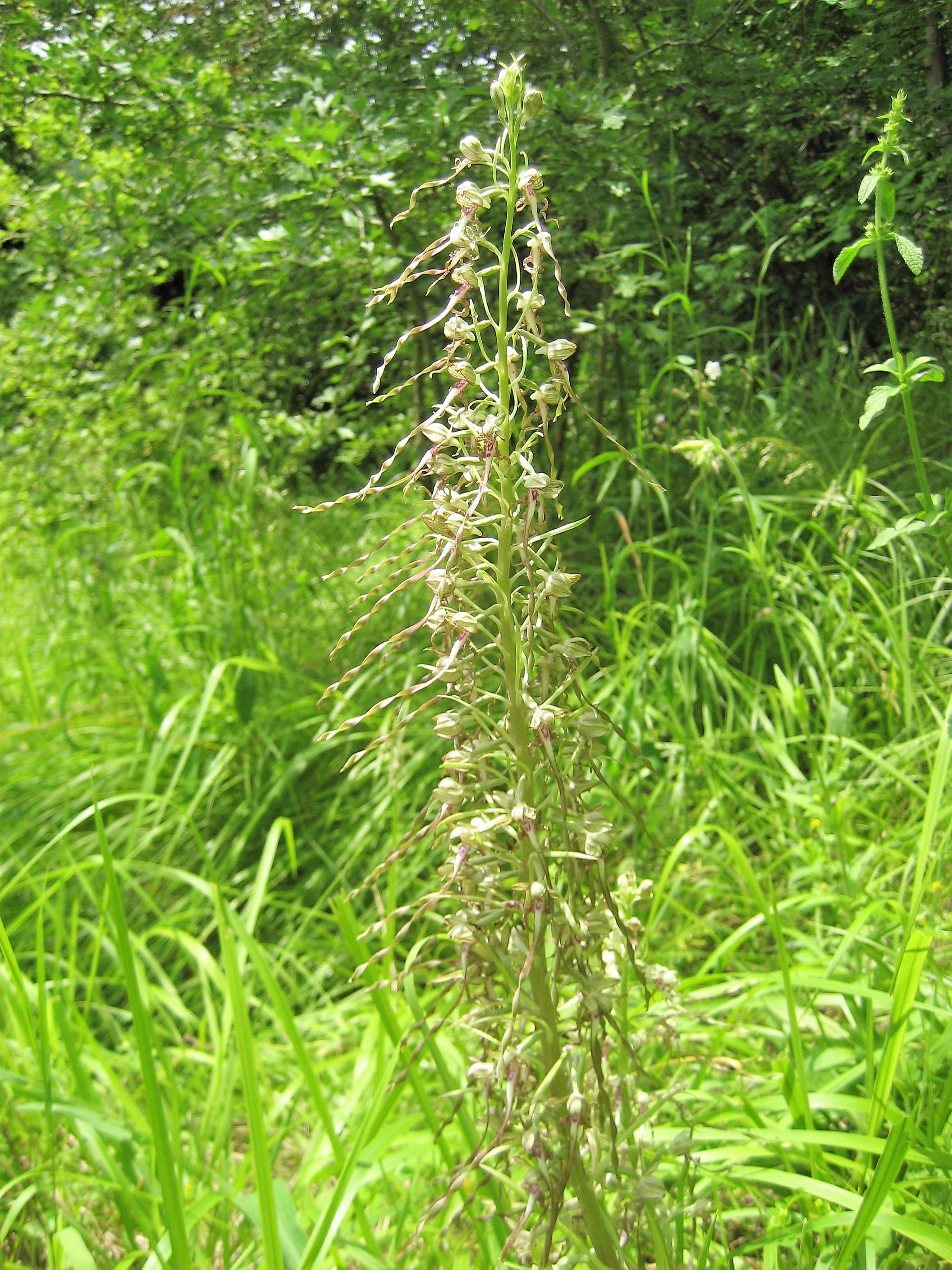 orchis bouc cergy 6 (2).JPG