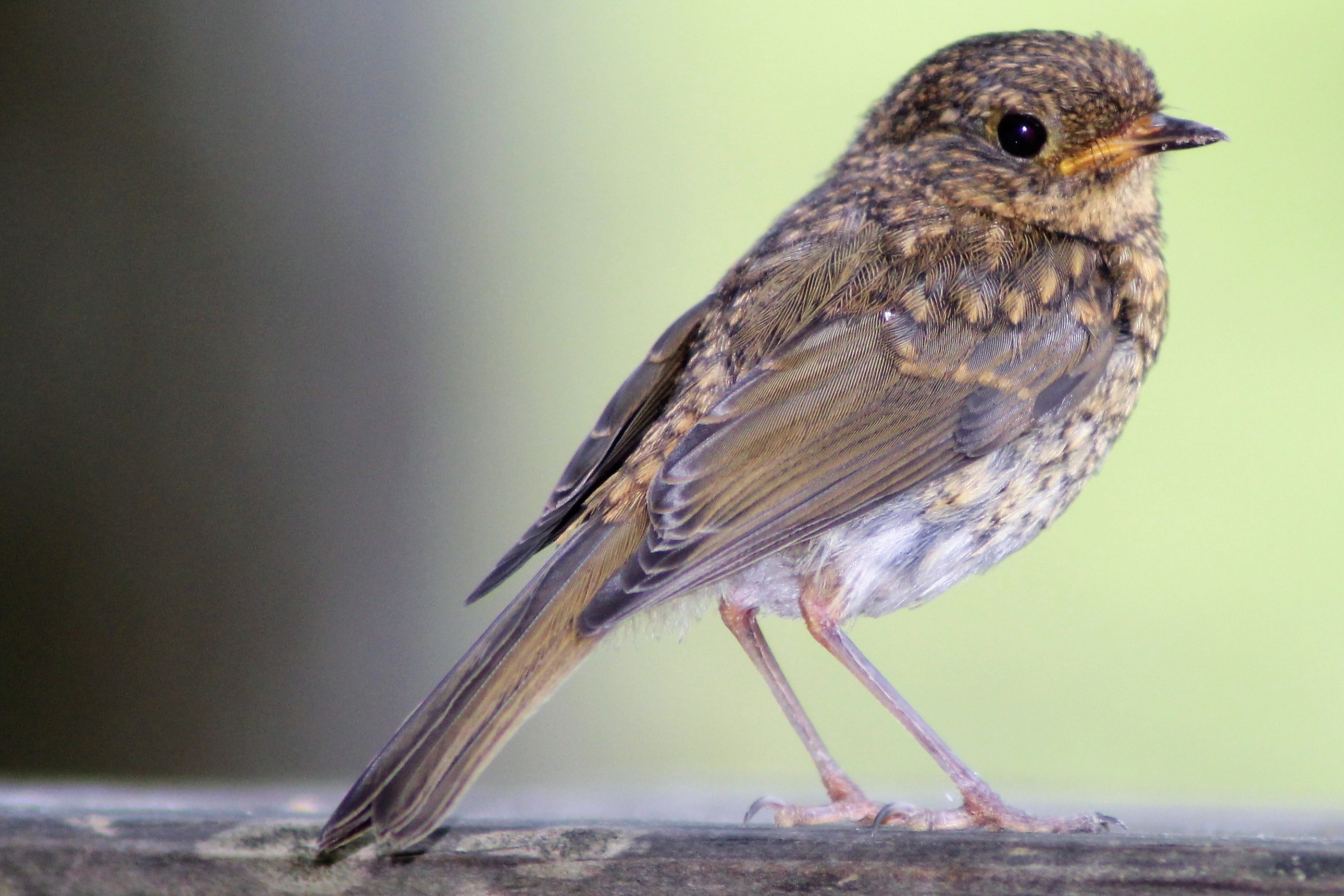 Accenteur mouchet(Prunella modularis) 40 landes(2).JPG
