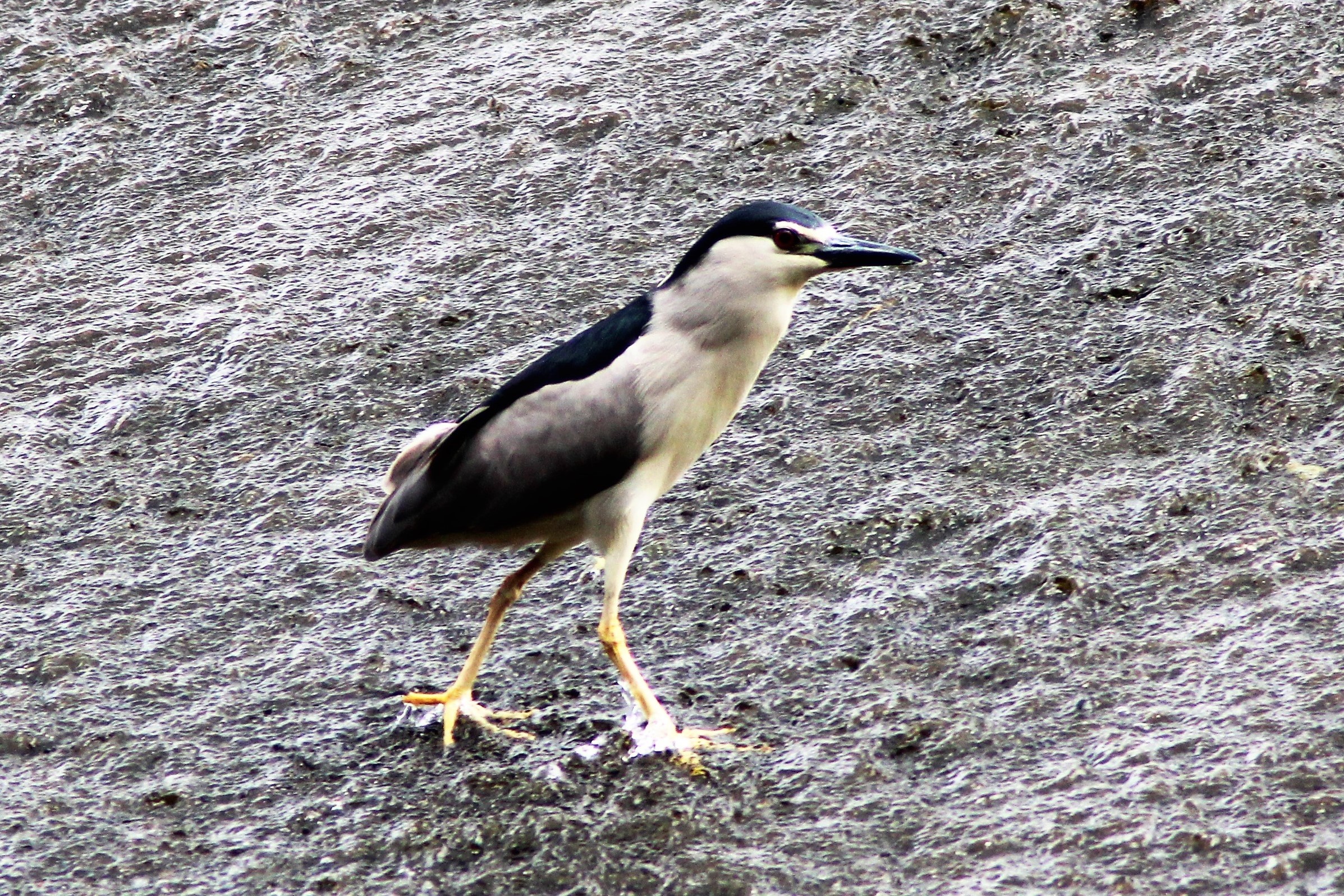 bihoreau gris 03(2).JPG