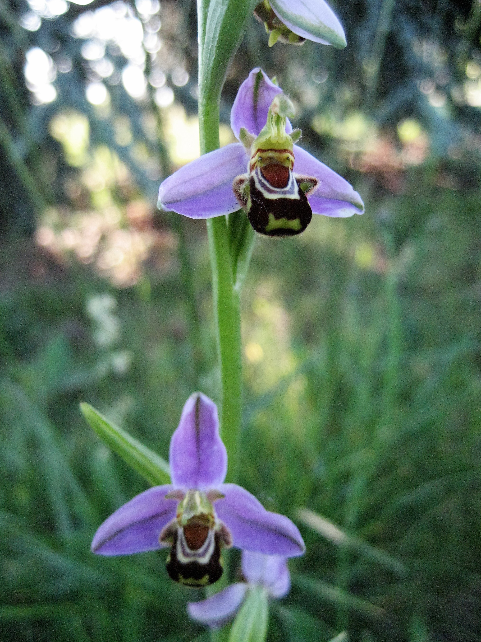 ophrys abeille 8.JPG