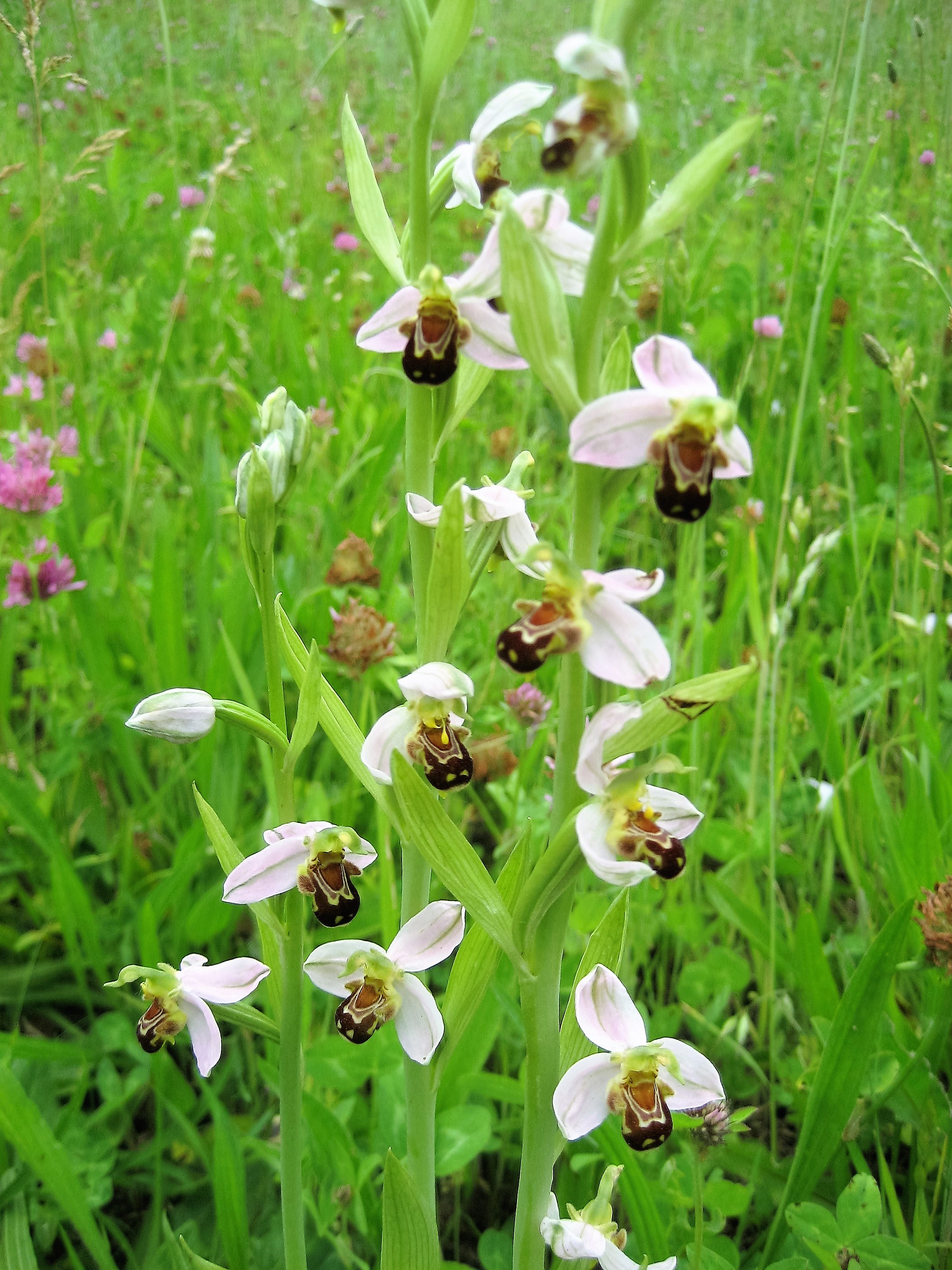ophrys abeille(Ophrys apifera hypochrome) (2).JPG