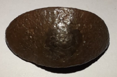 17 Objet à identifier.jpg