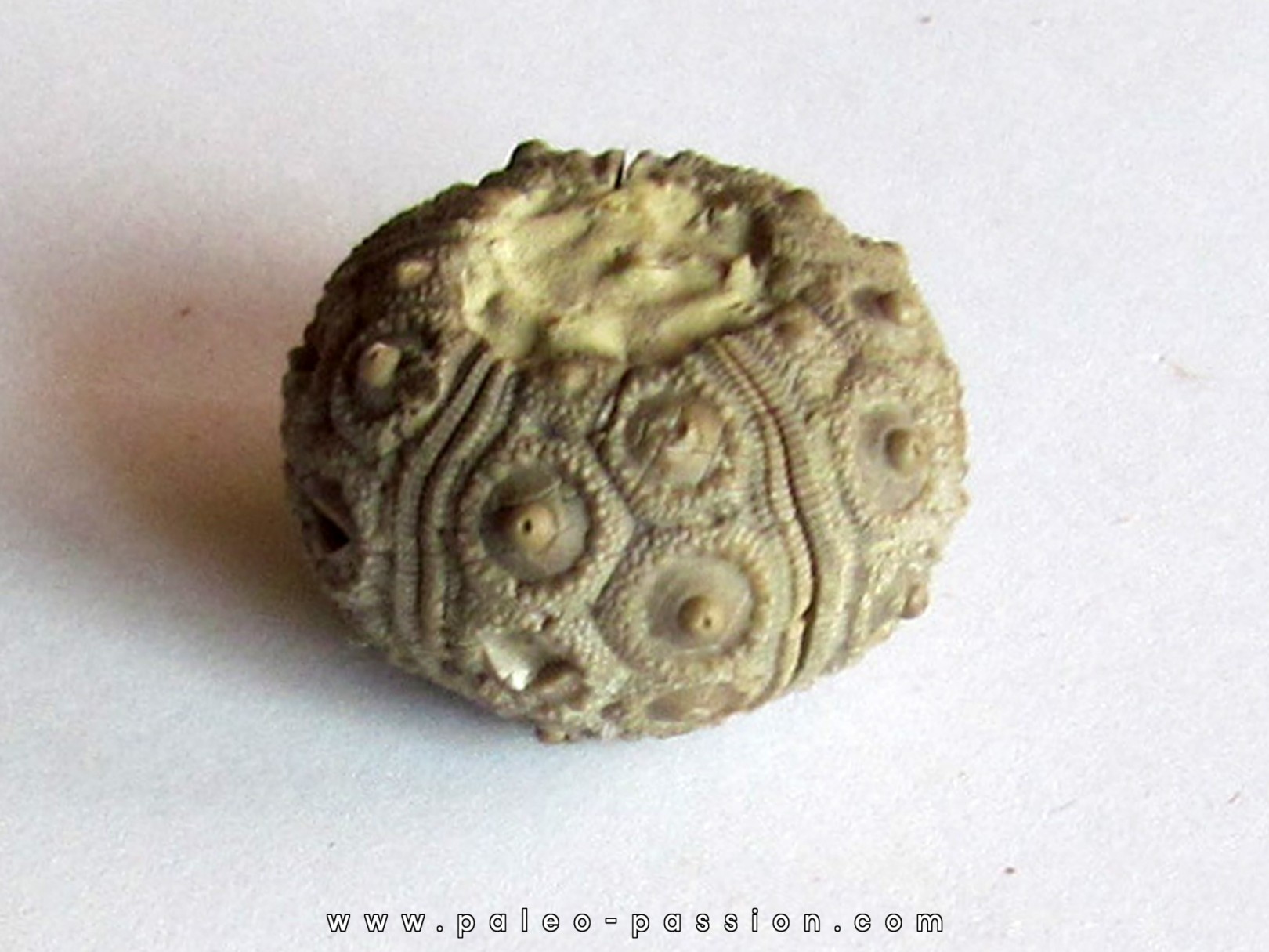 cidaris-mallum-1.jpg