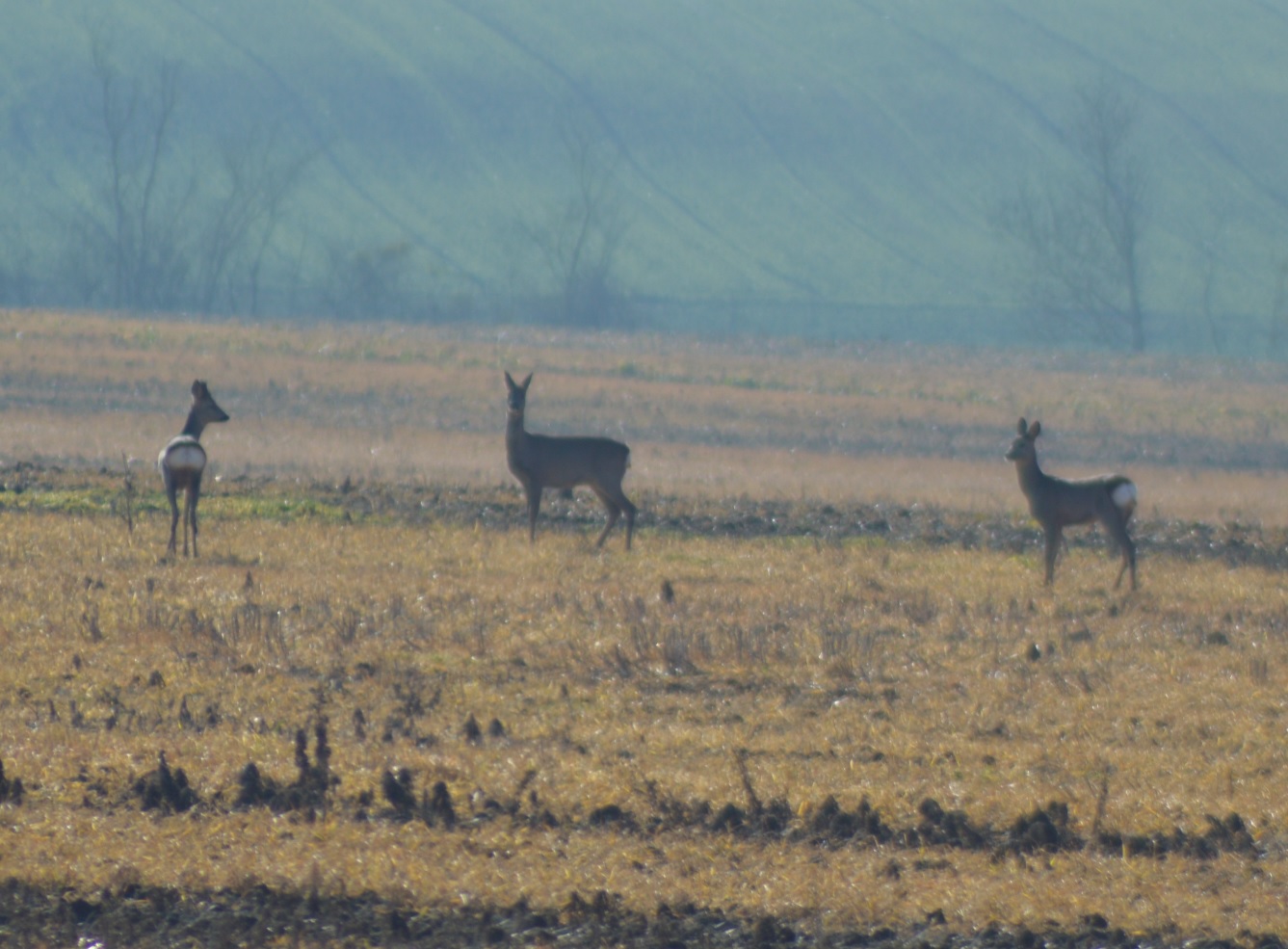 Chevreuils de Guilly 2.jpg