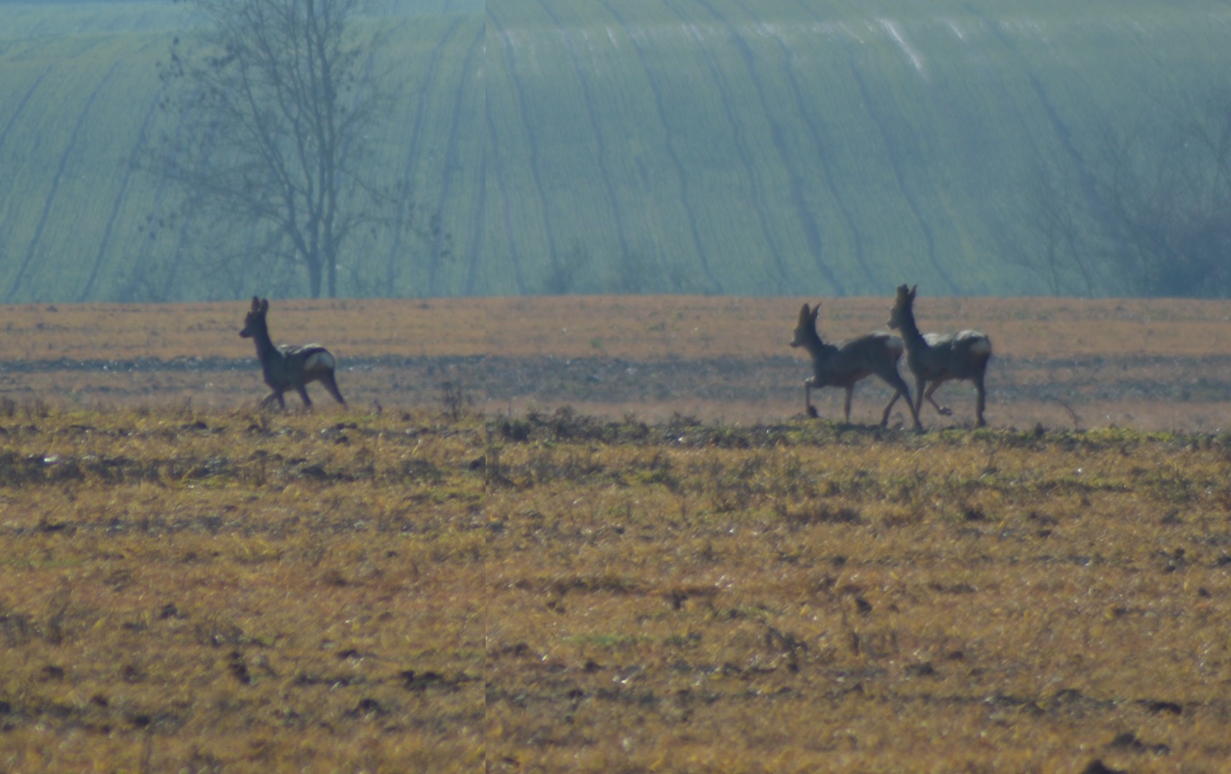 Chevreuils de Guilly 4.jpg