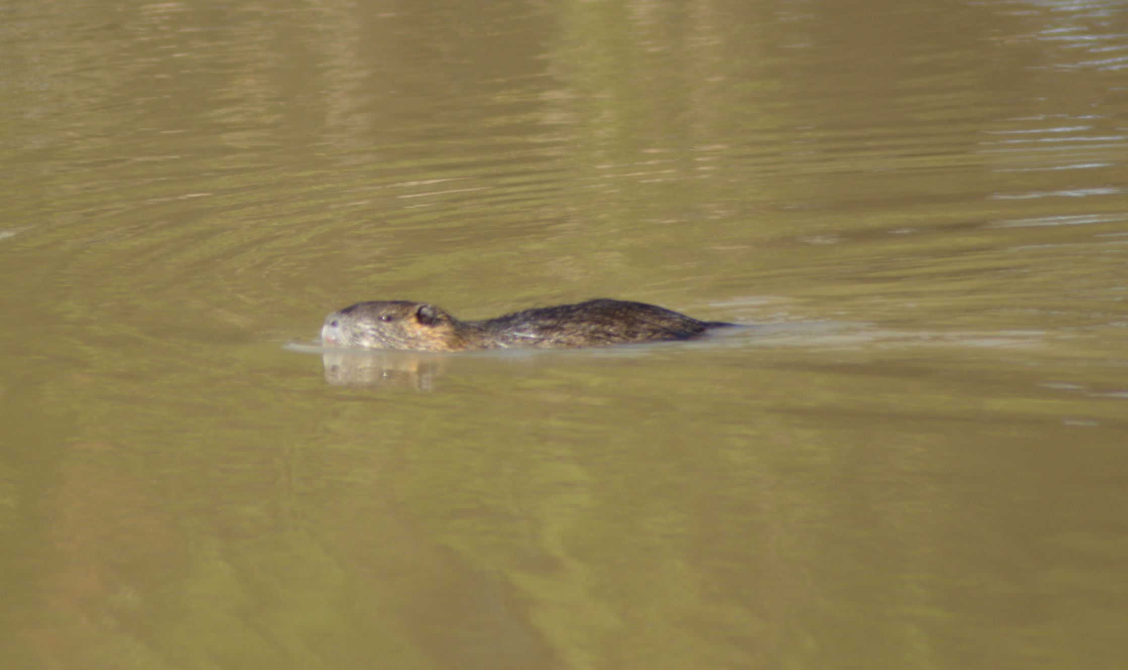Ragondins de Guilly 1.jpg