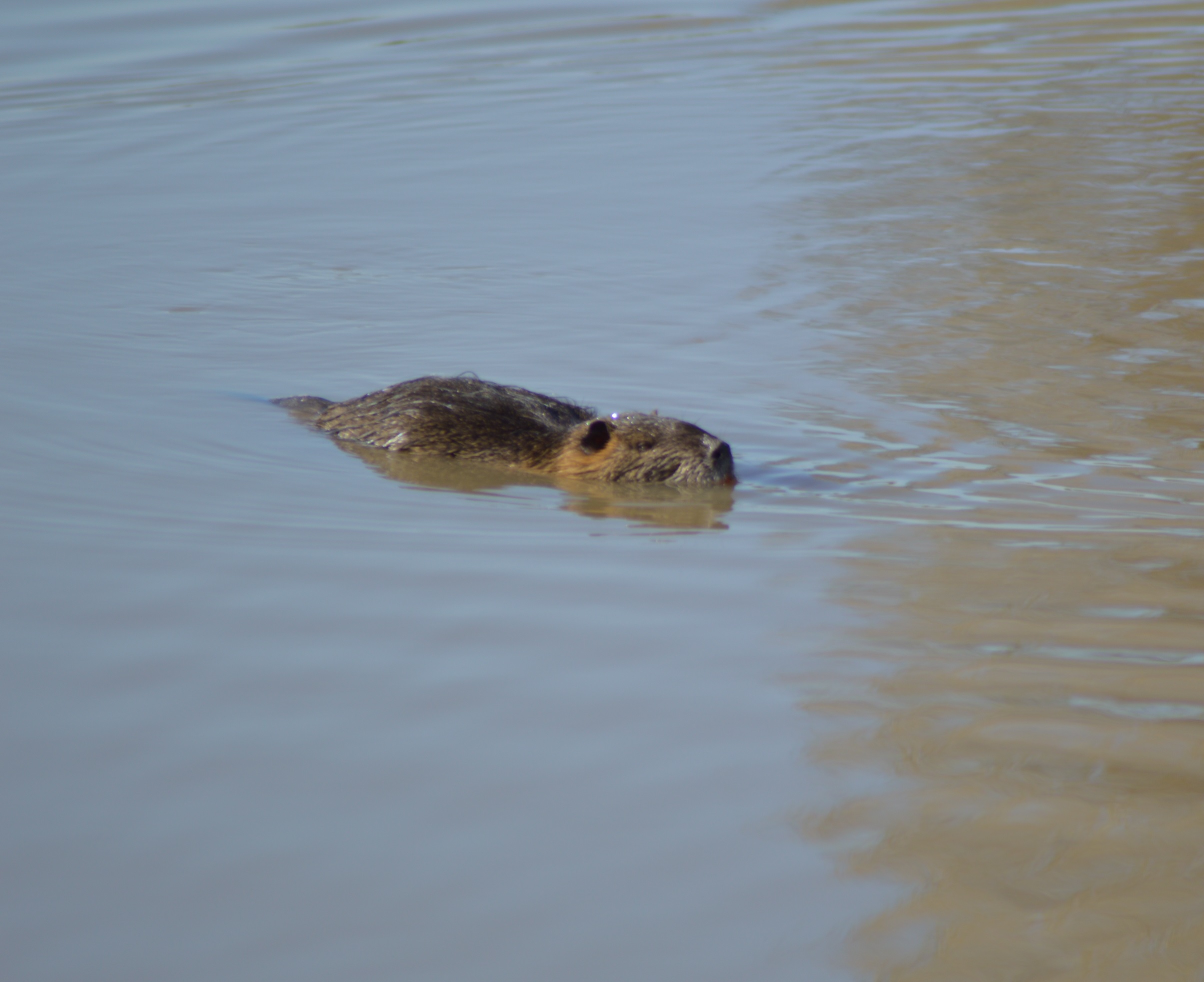 Ragondins de Guilly 2.jpg