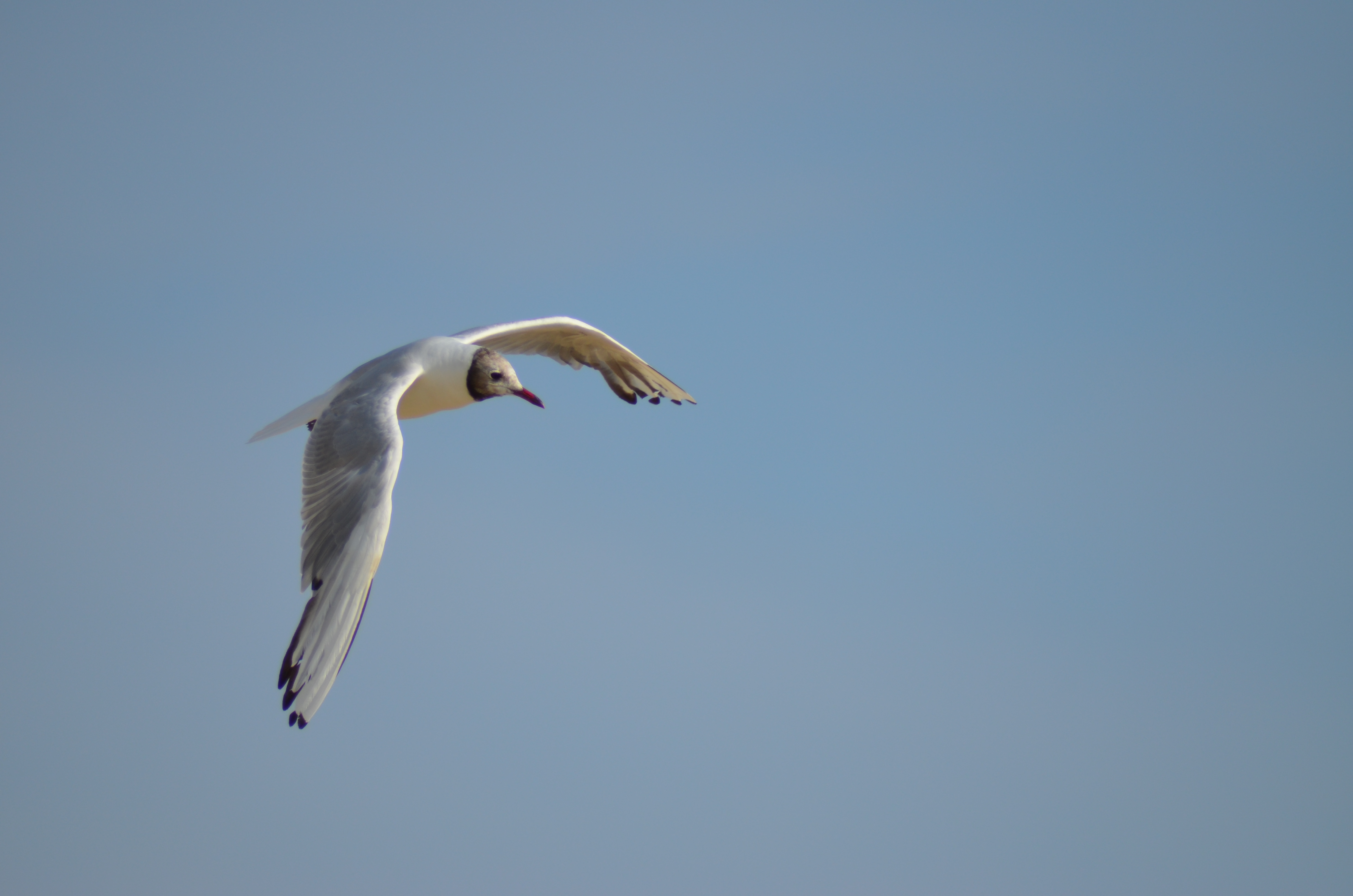 DSC_6783.JPG