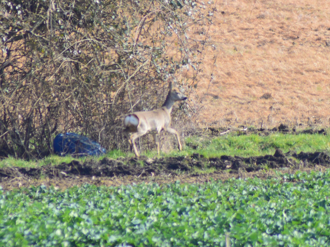 Chevreuils de Guilly 2.jpg