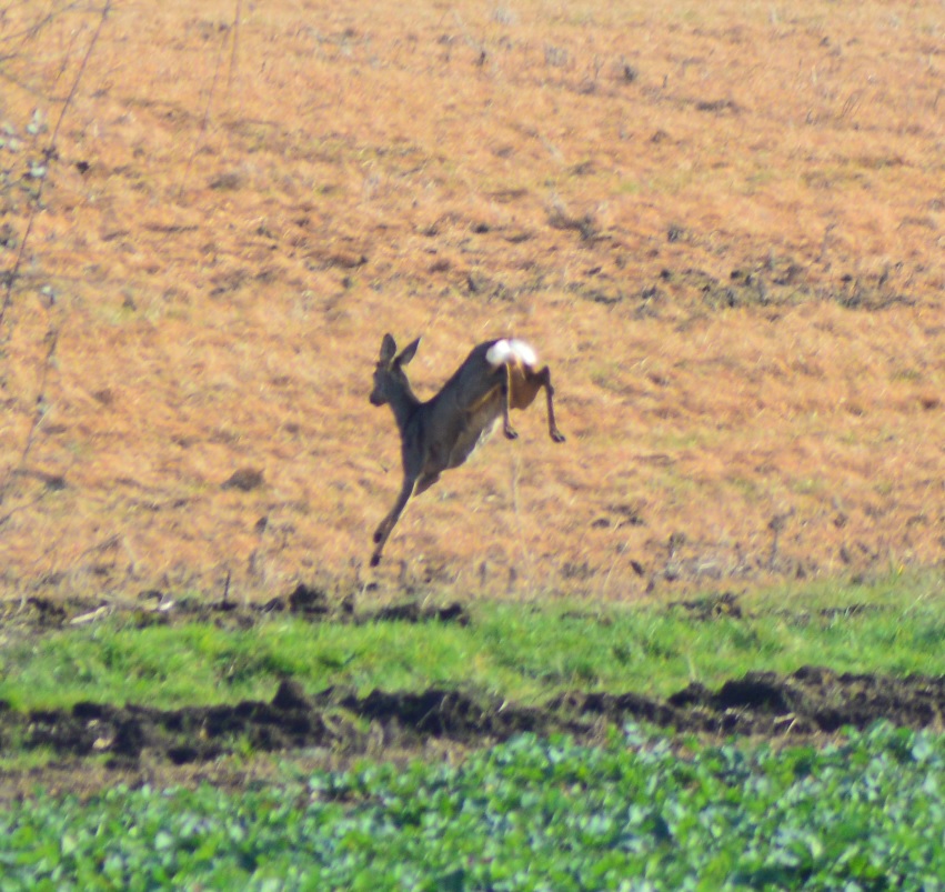 Chevreuils de Guilly 3.jpg