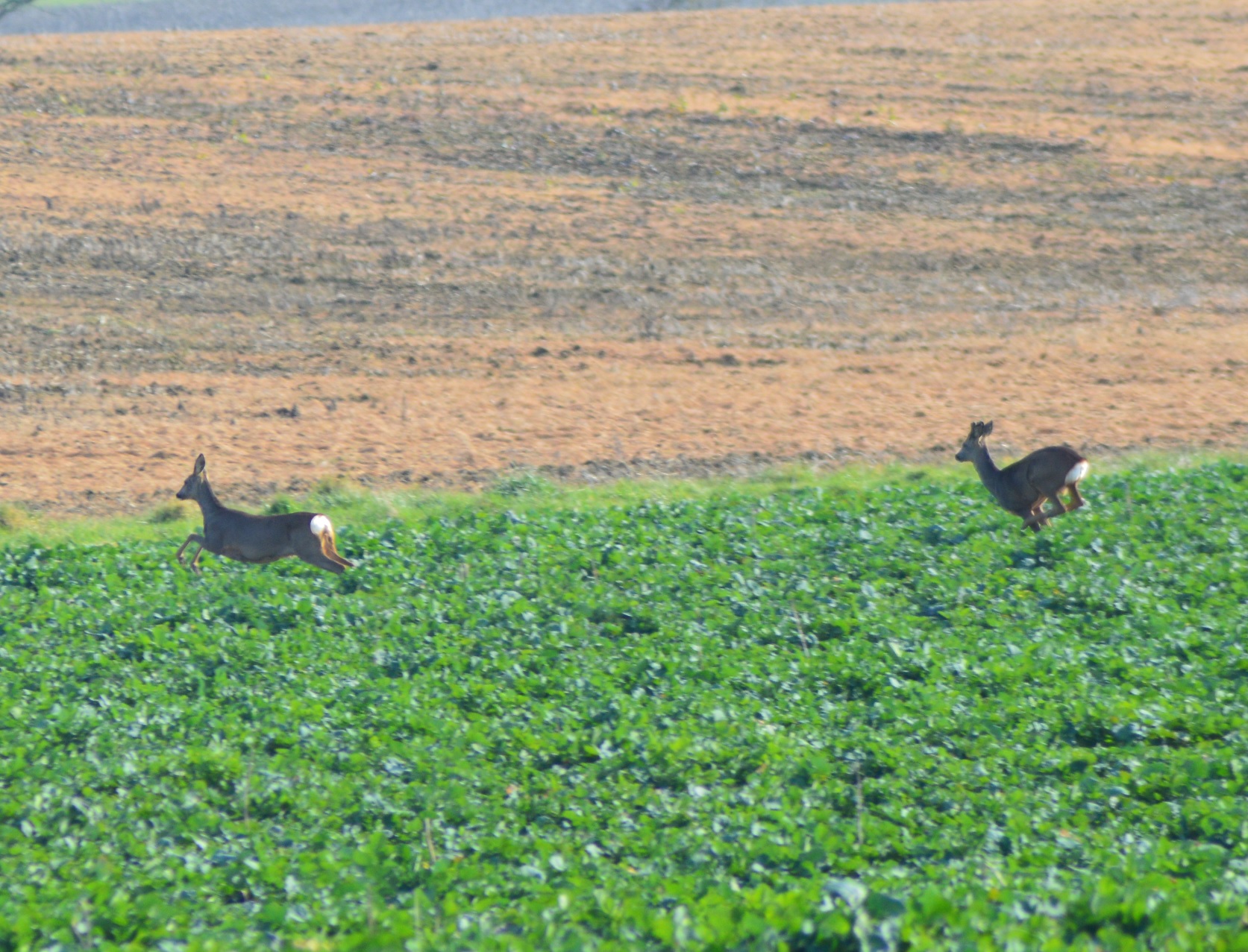 Chevreuils de Guilly 4.jpg