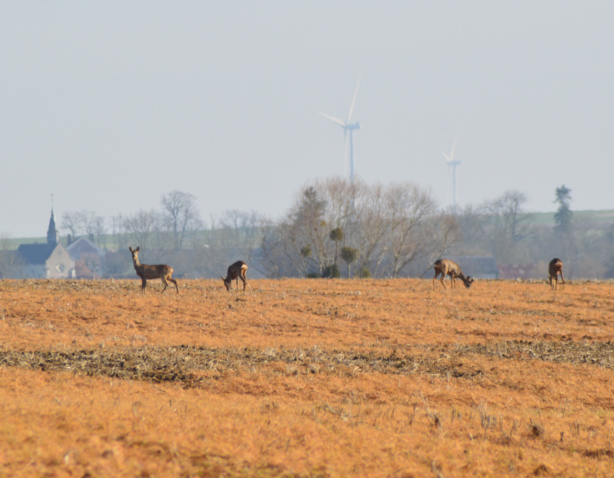 Chevreuils de Guilly 5.jpg