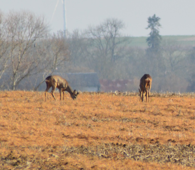 Chevreuils de Guilly 6.jpg