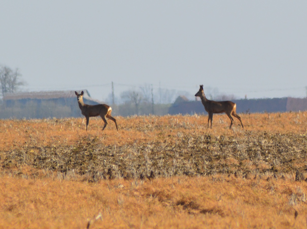 Chevreuils de Guilly 7.jpg
