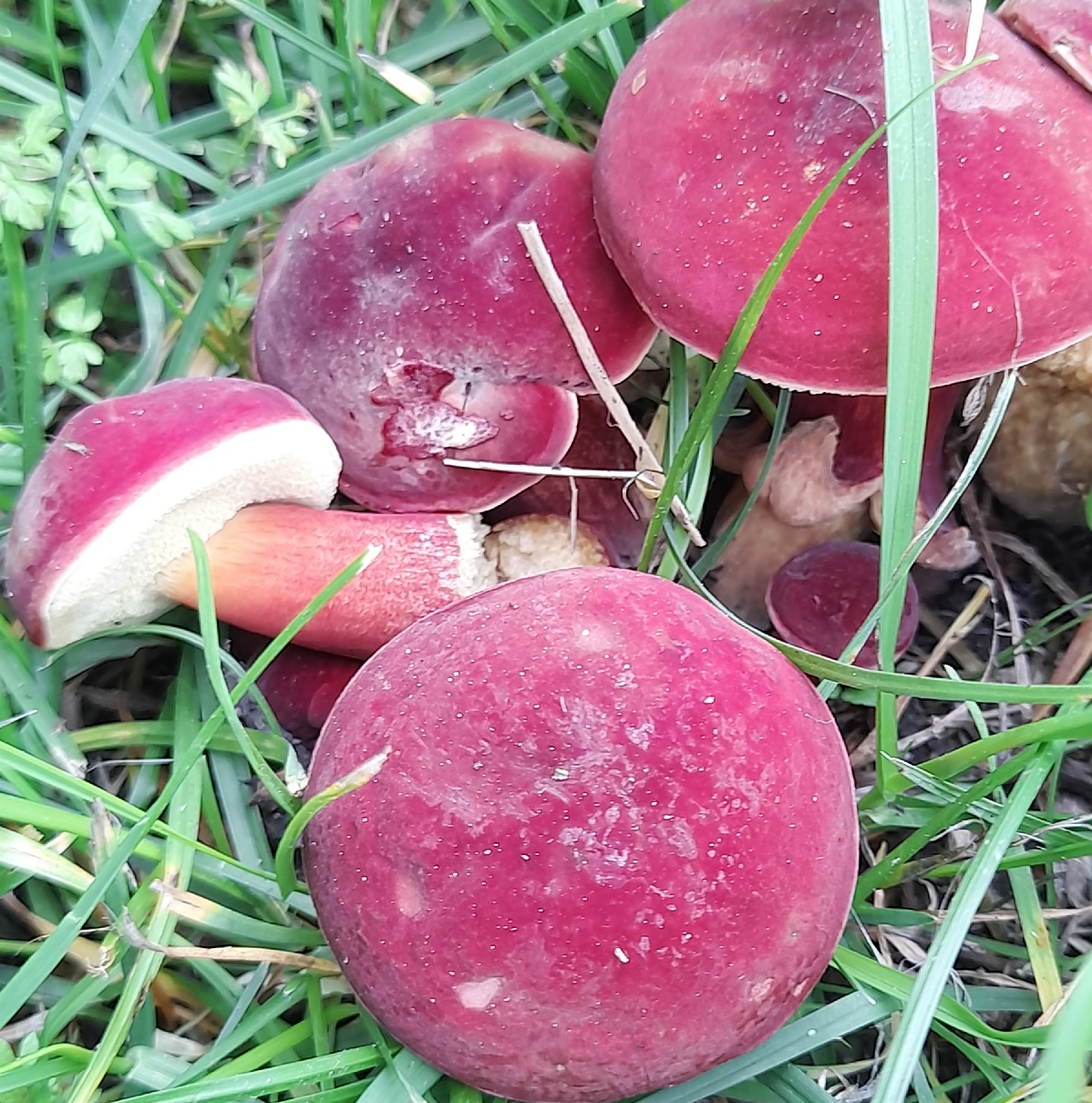Bolet framboise ou Bolet rougeâtre (Hortiboletus rubellus) .jpg
