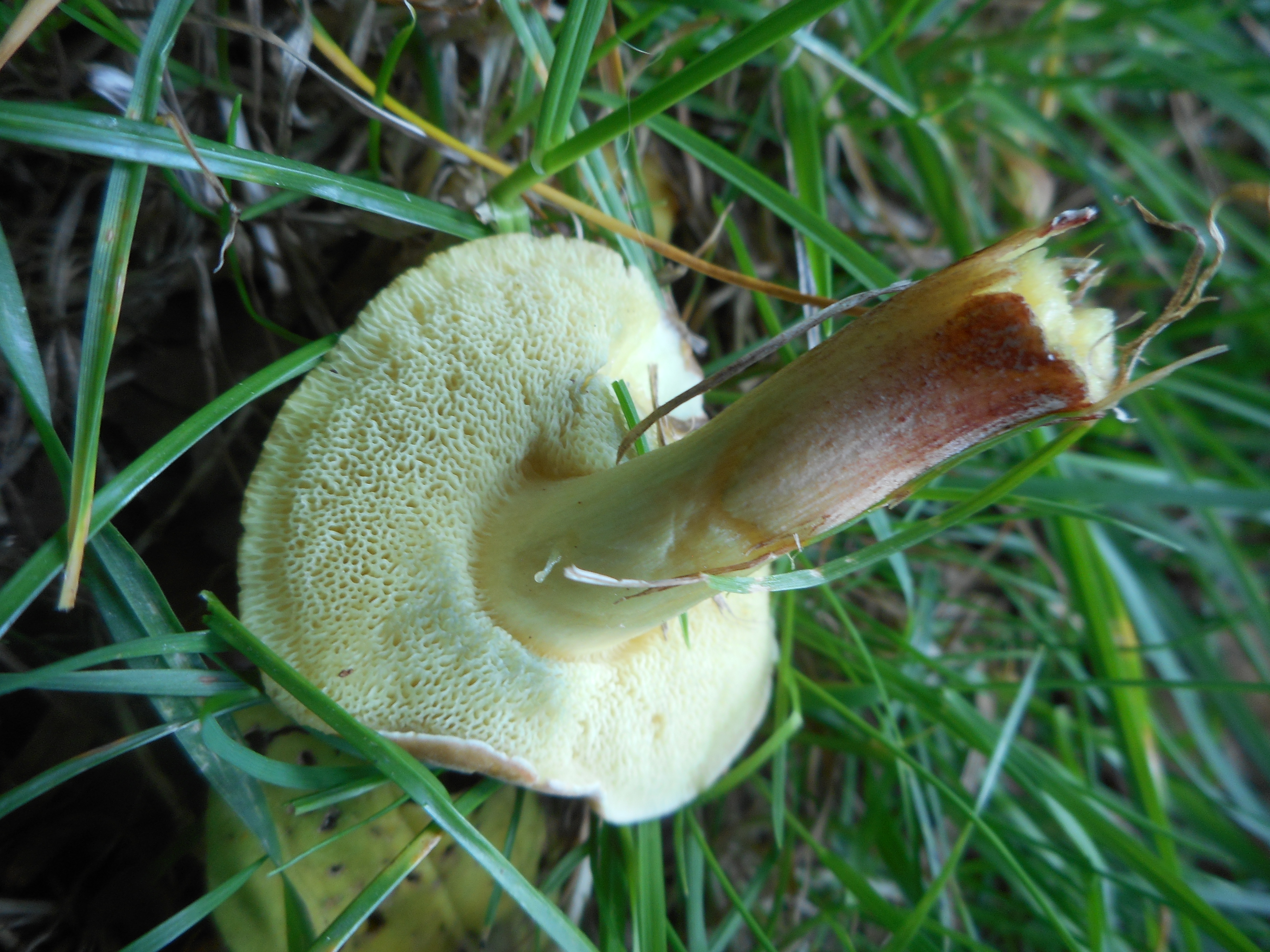 bolet abricot 8.JPG