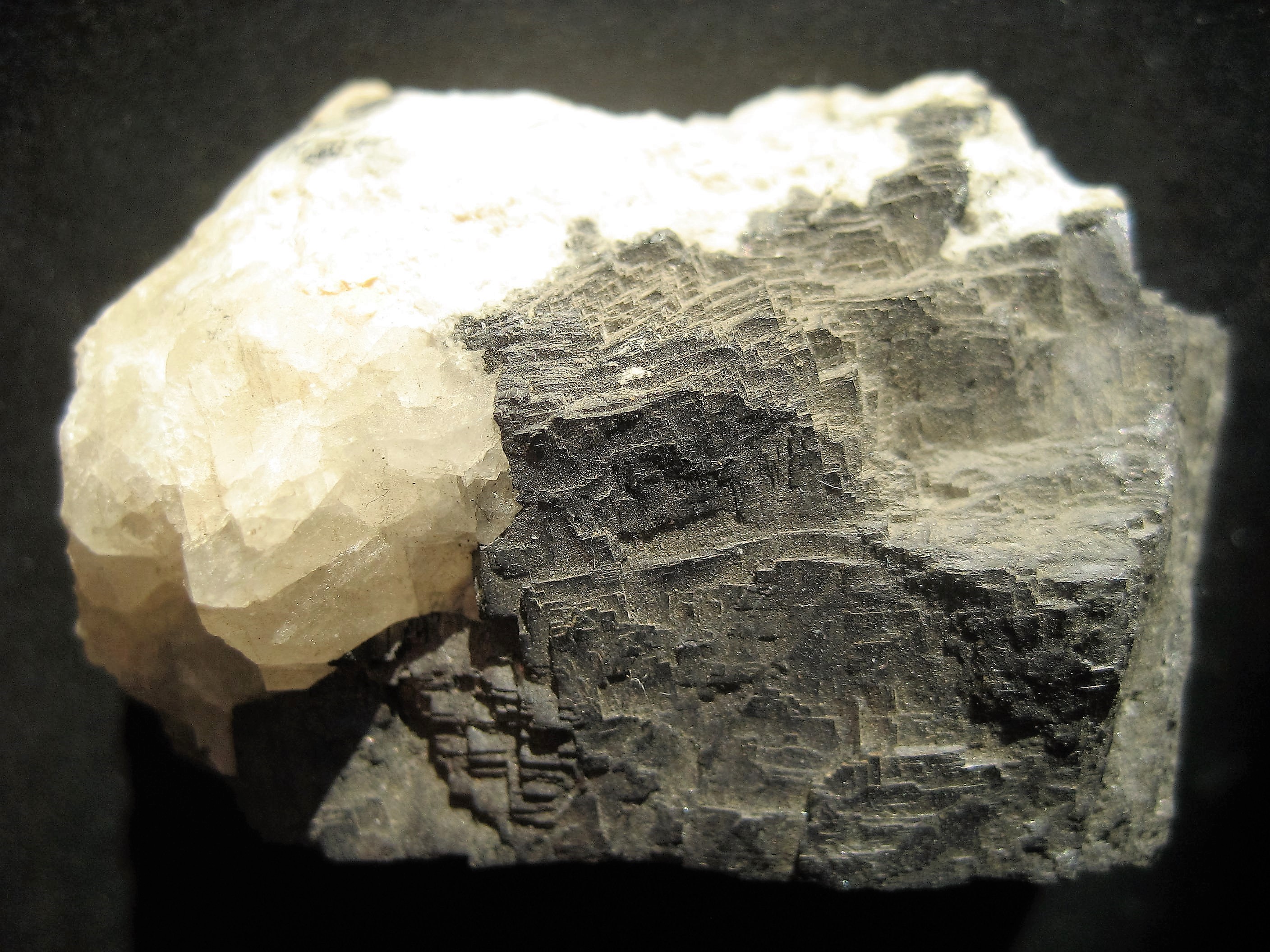 Galene Mexique (2).JPG