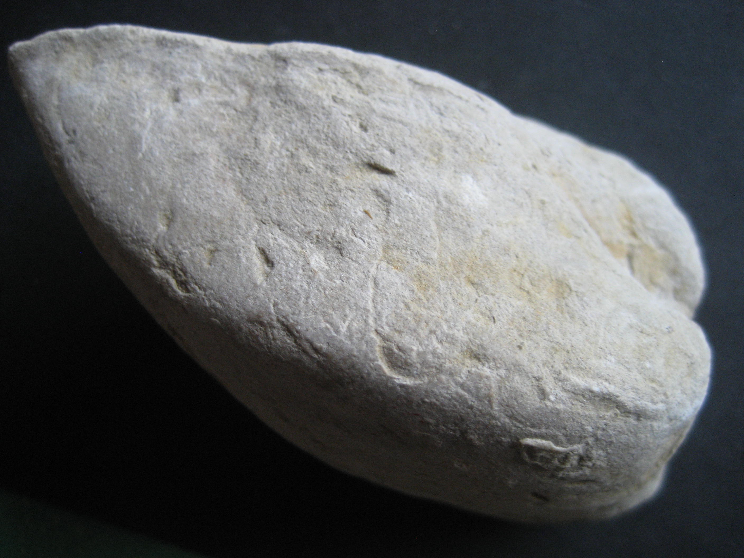cucullaea(idonearca)taillebuegensis 1.JPG