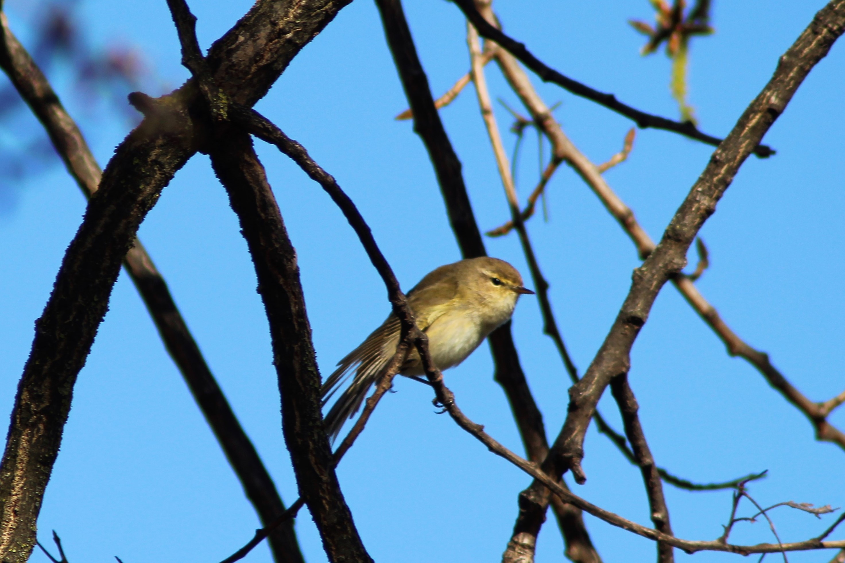Pouillot fitis(Phylloscopus trochilus)03 St Pourçain (2).JPG