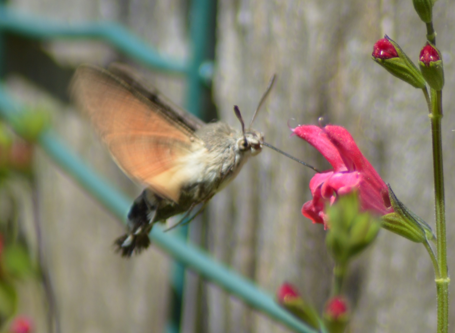 Moro-sphinx ou papillon colibri 1.jpg