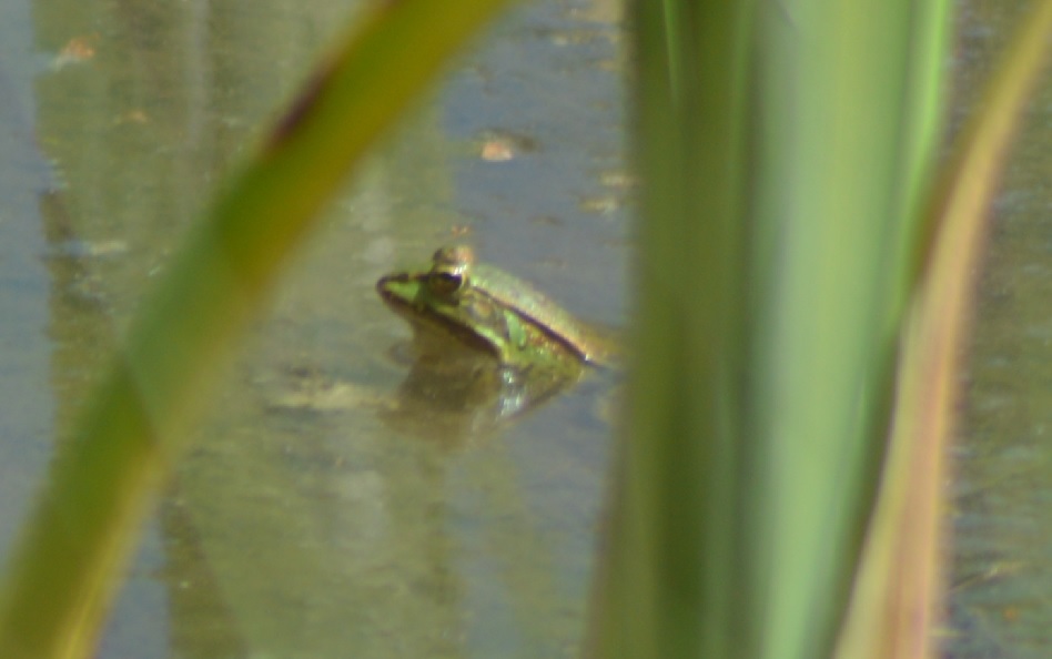 Grenouille verte 2.jpg