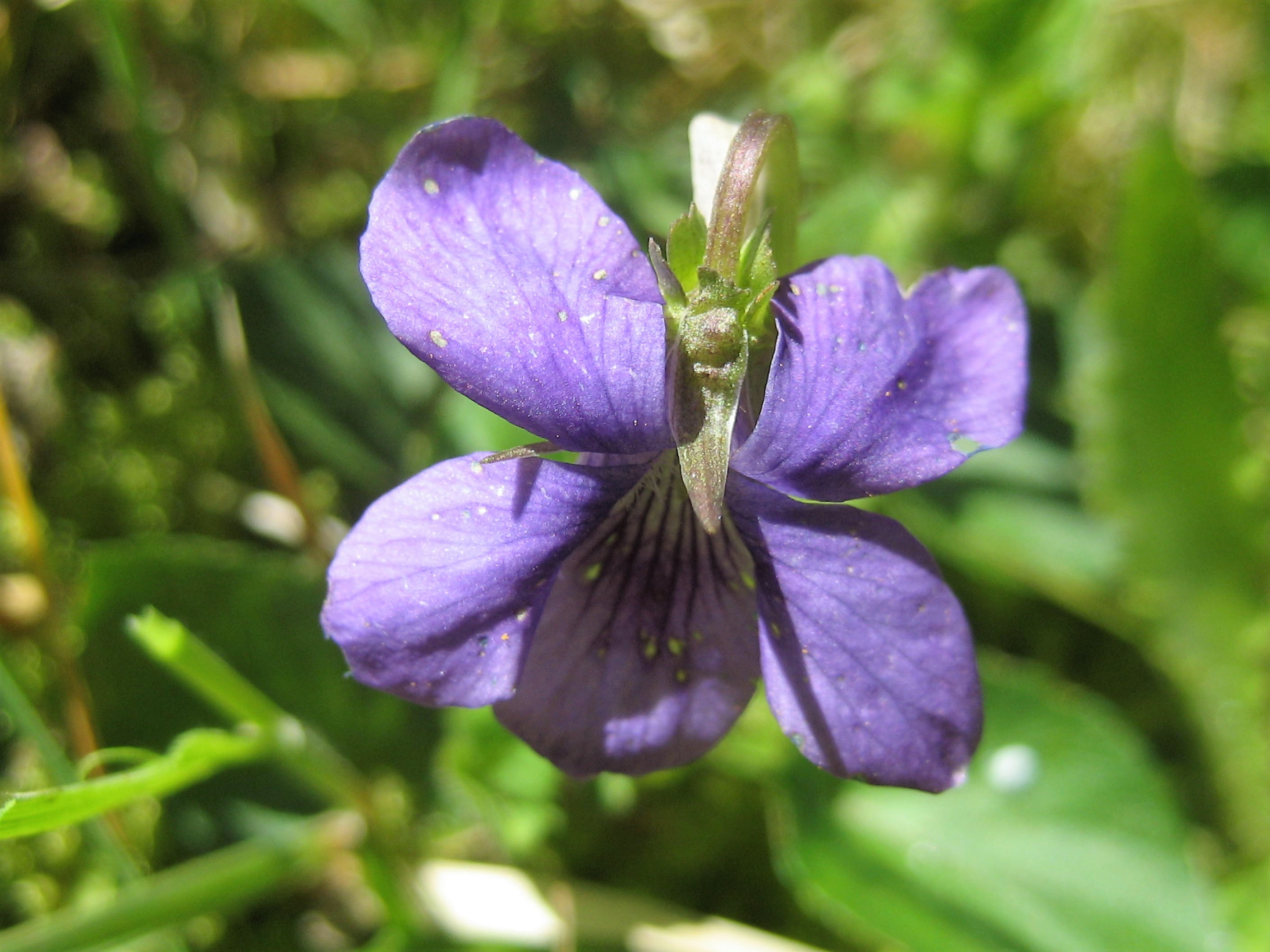 violette des chiens 3.JPG