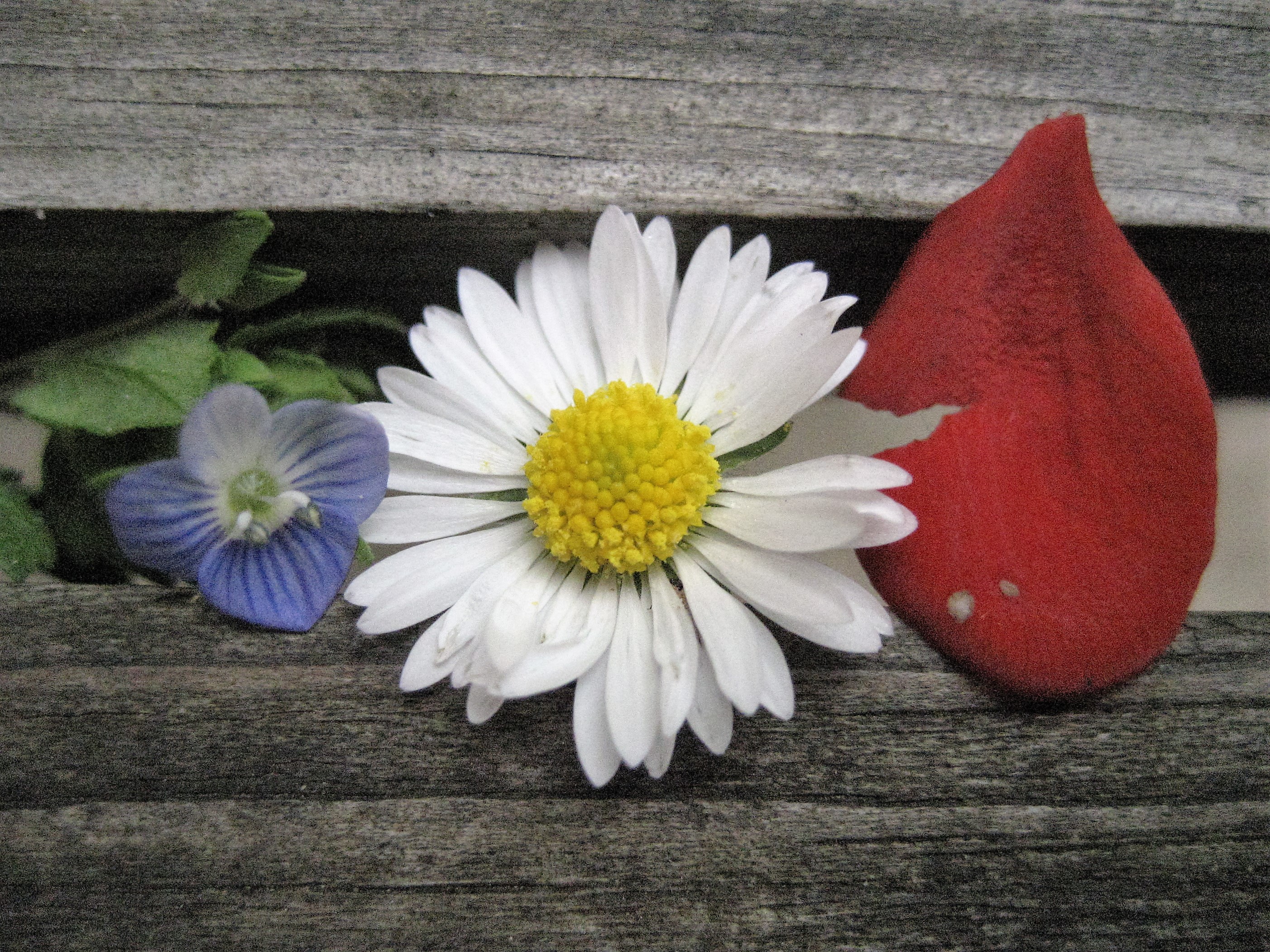 Composé tricolore(cergy)95.JPG