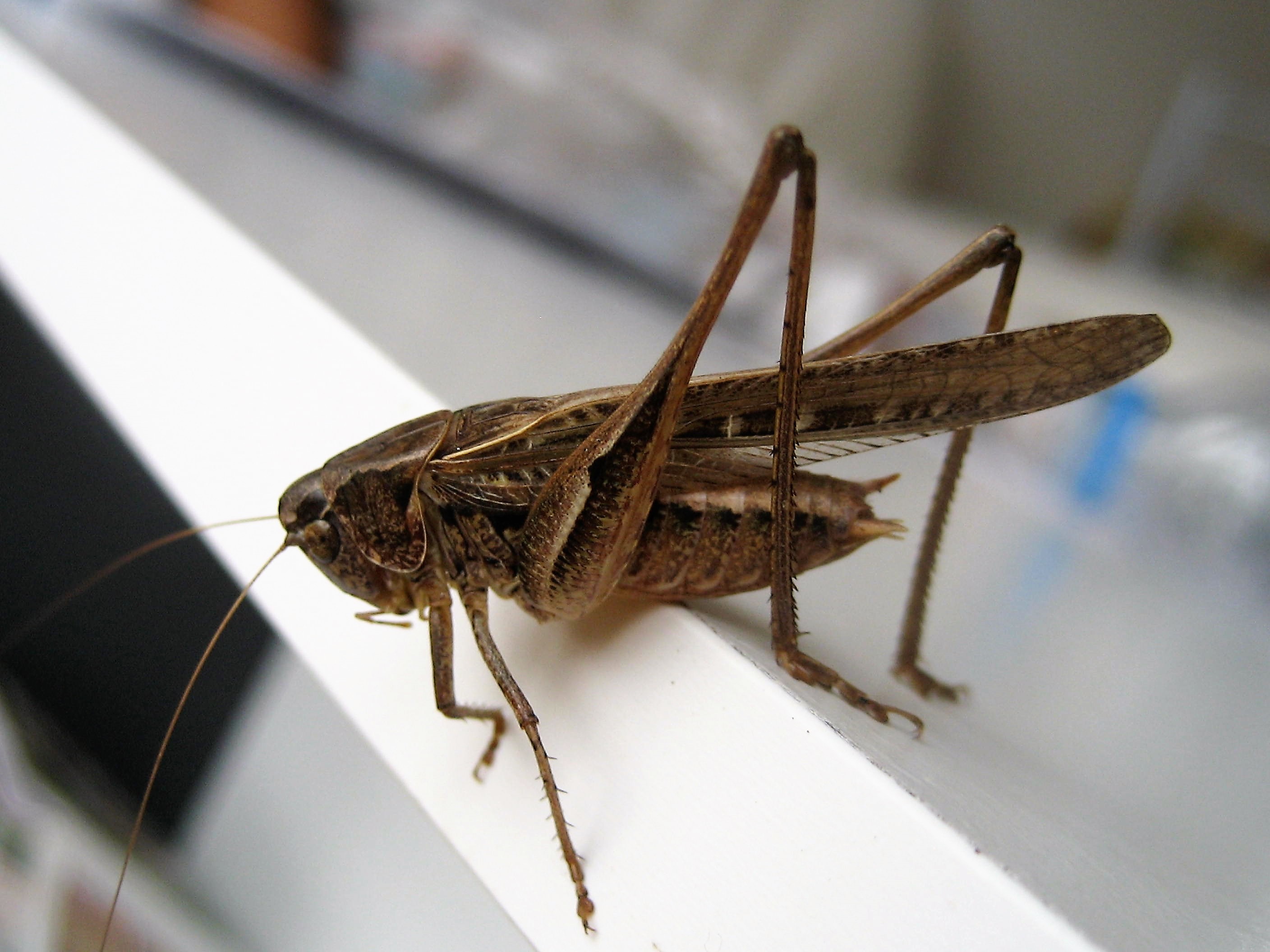 Decticelle cotière male(Platycleis affinis affinis)record de masse testiculaire 40.JPG